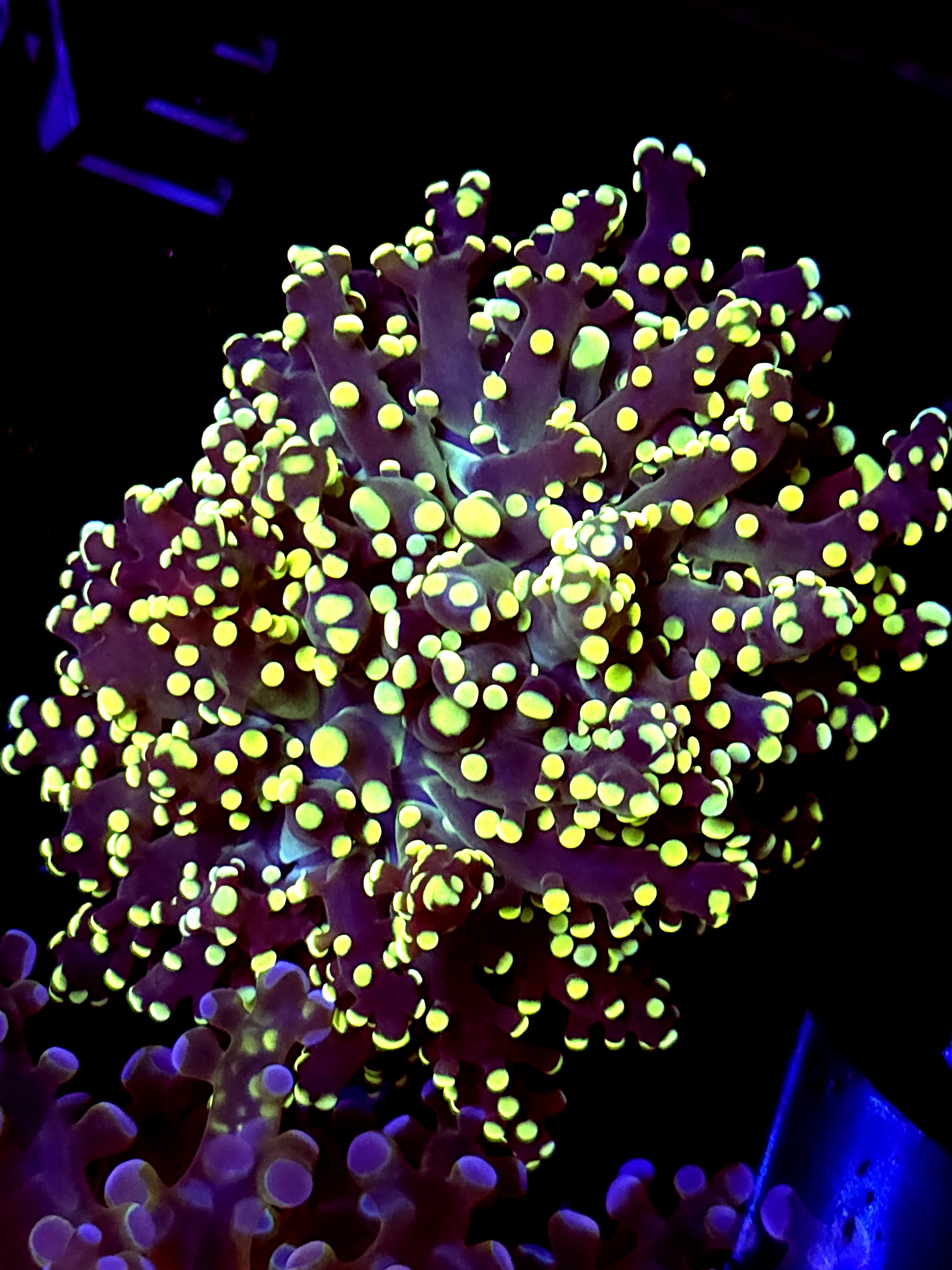 SBB " kermi the Frog" Frogsspawn