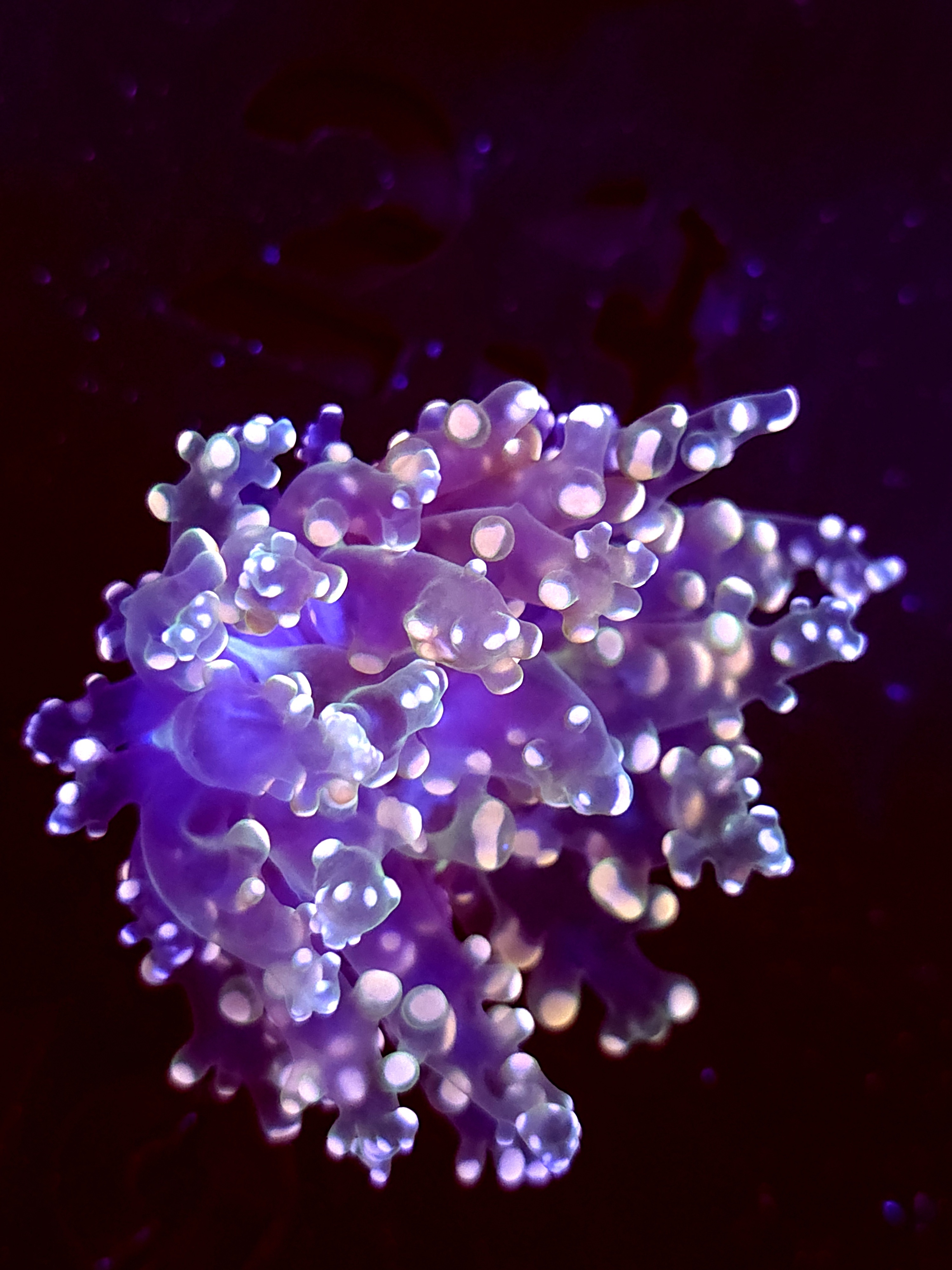 SBB " Lavendor breeze" Frogspawn