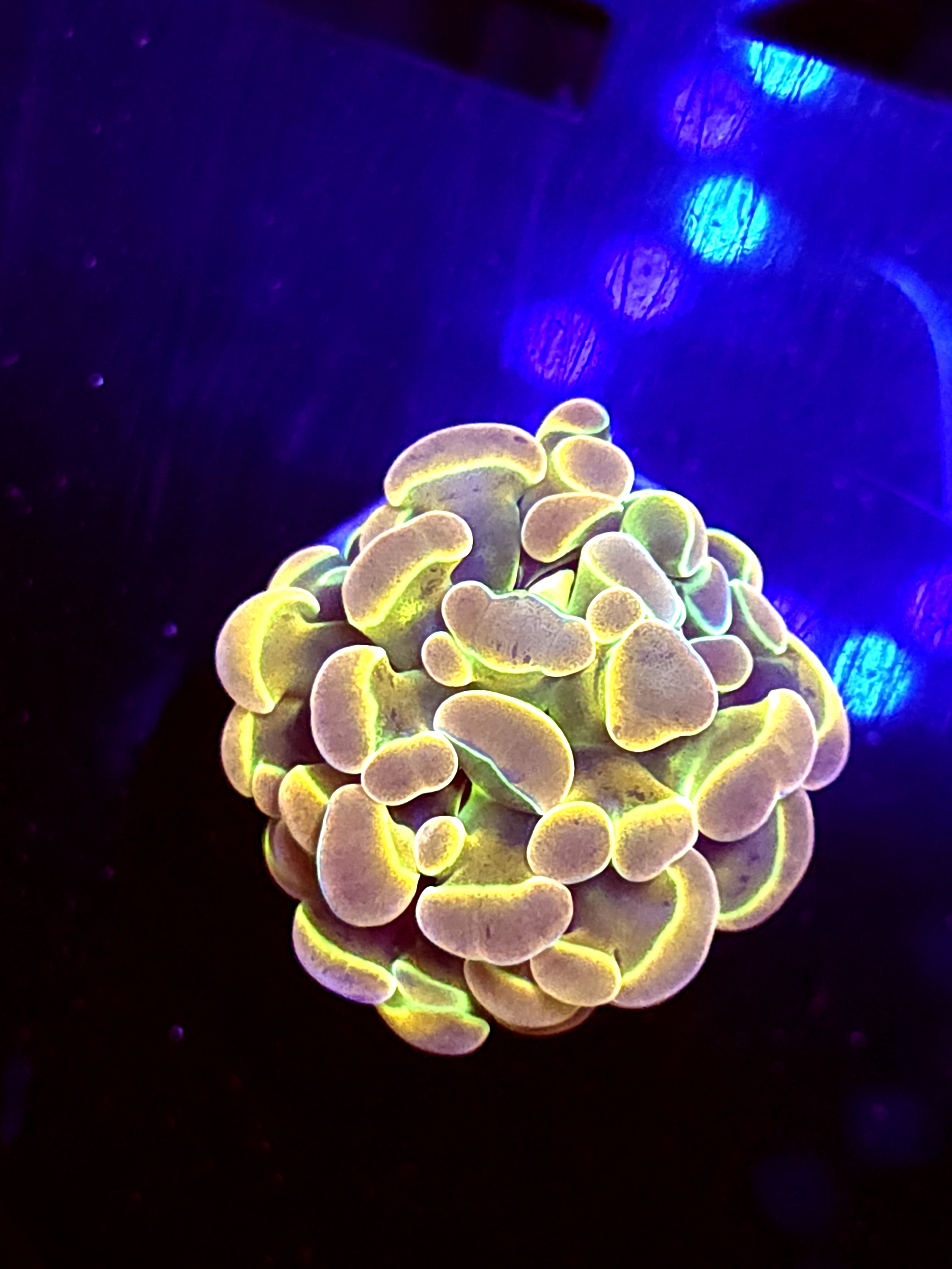 SBB " Rainbow Hologram" Hammer