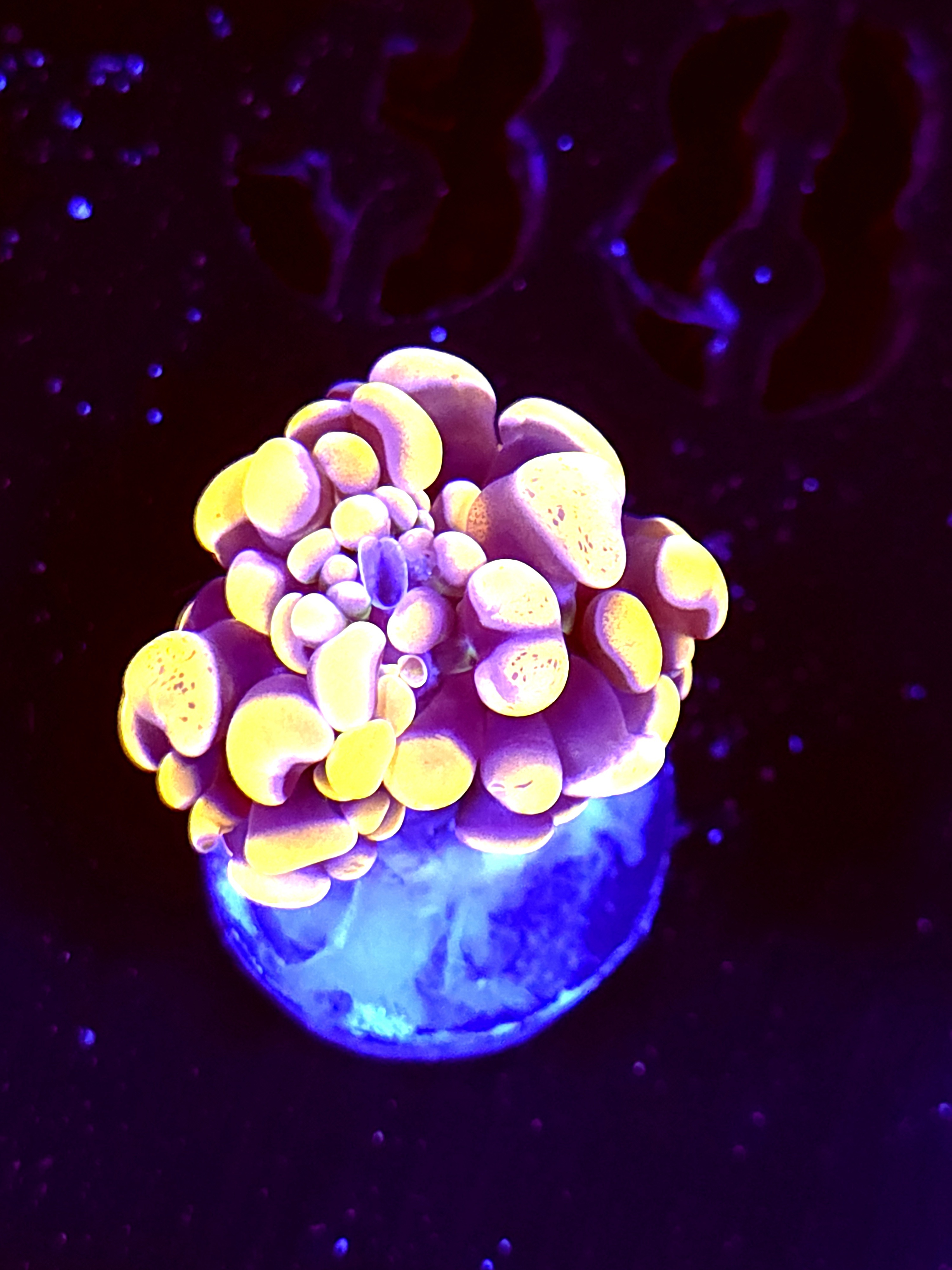 SBB " Orange Indo" Hammer