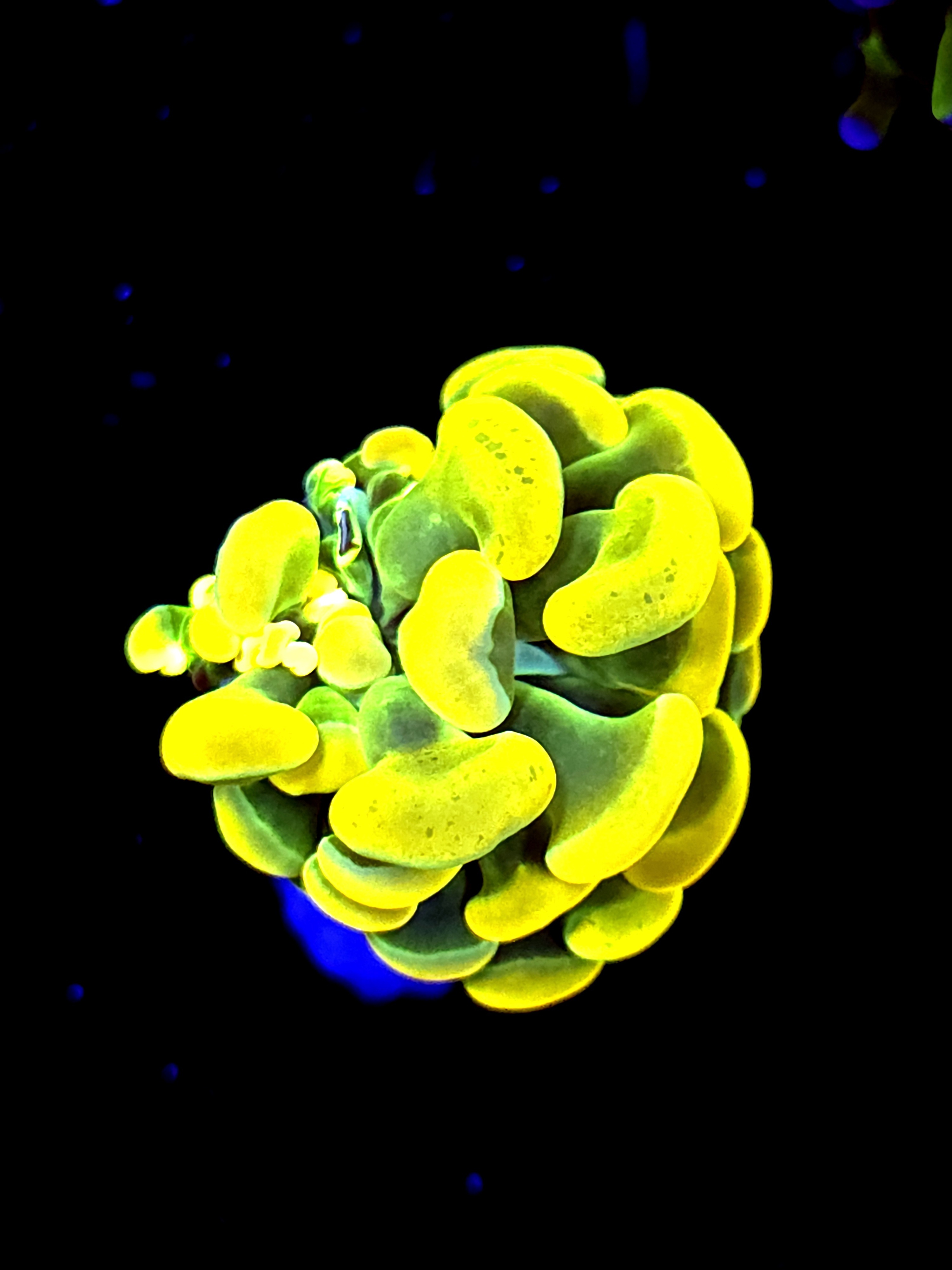 SBB " Holy Grail' hammer