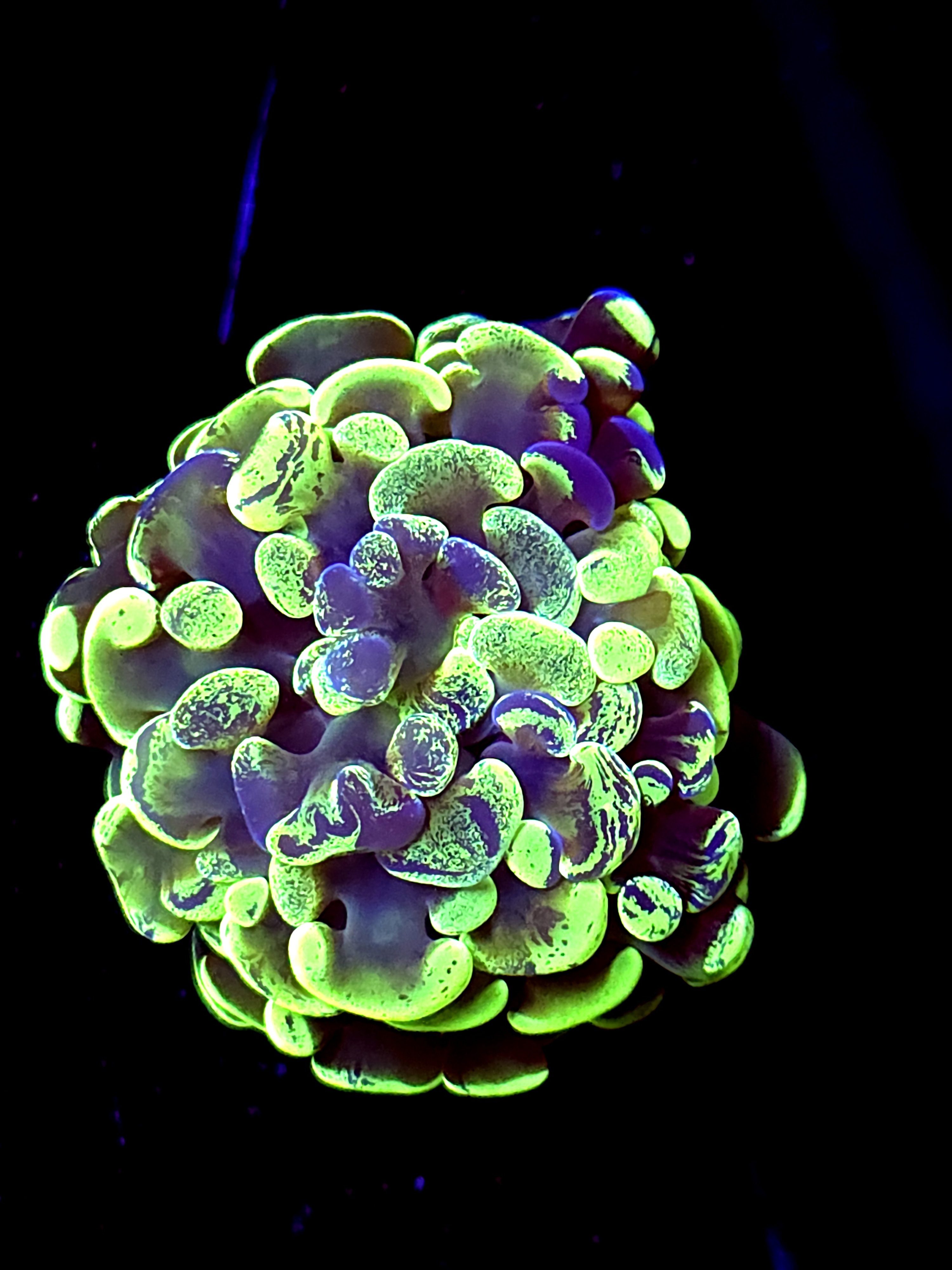 SBB " Green marble" hammer