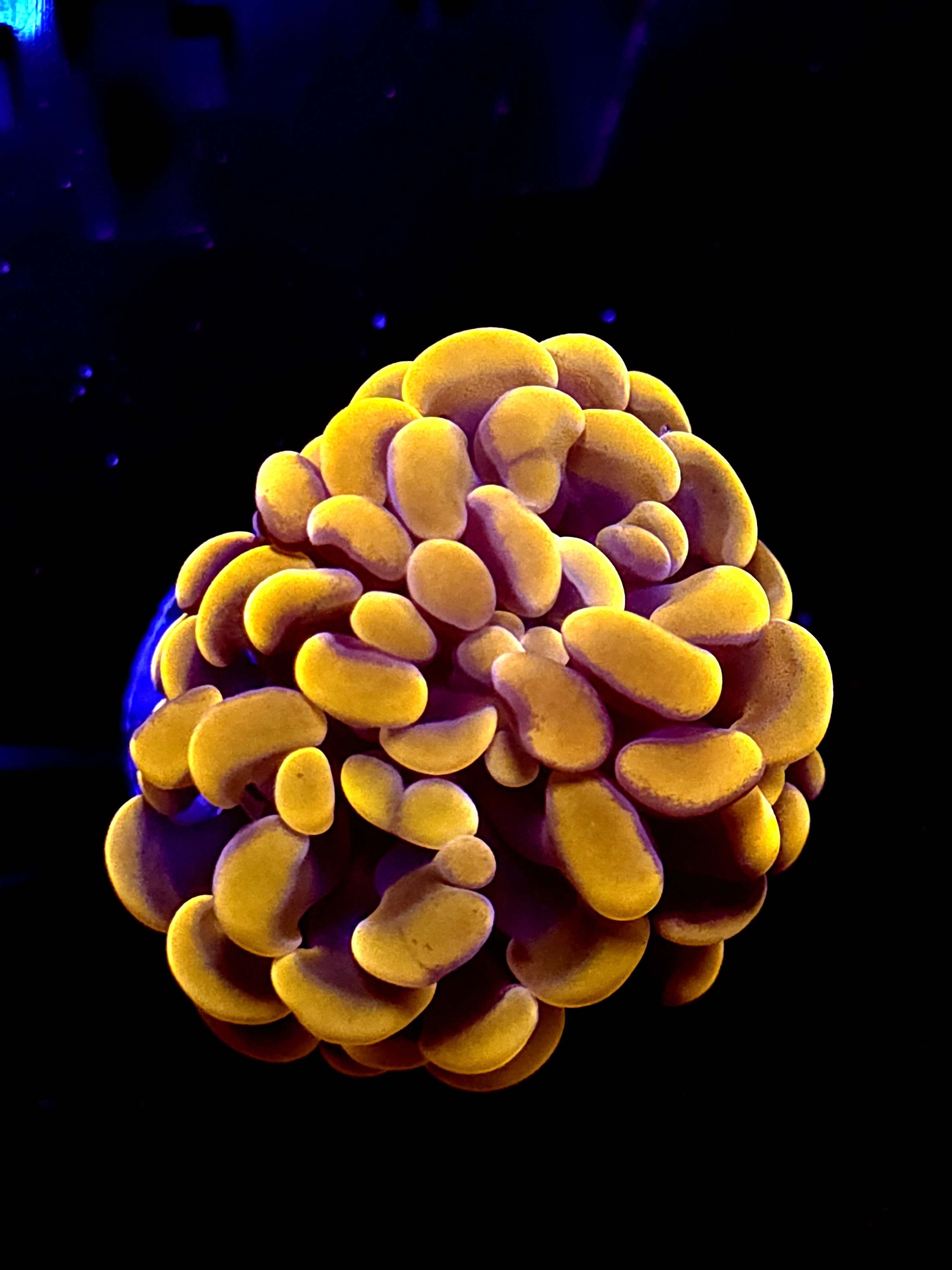 SBB " Orange Indo" Hammer