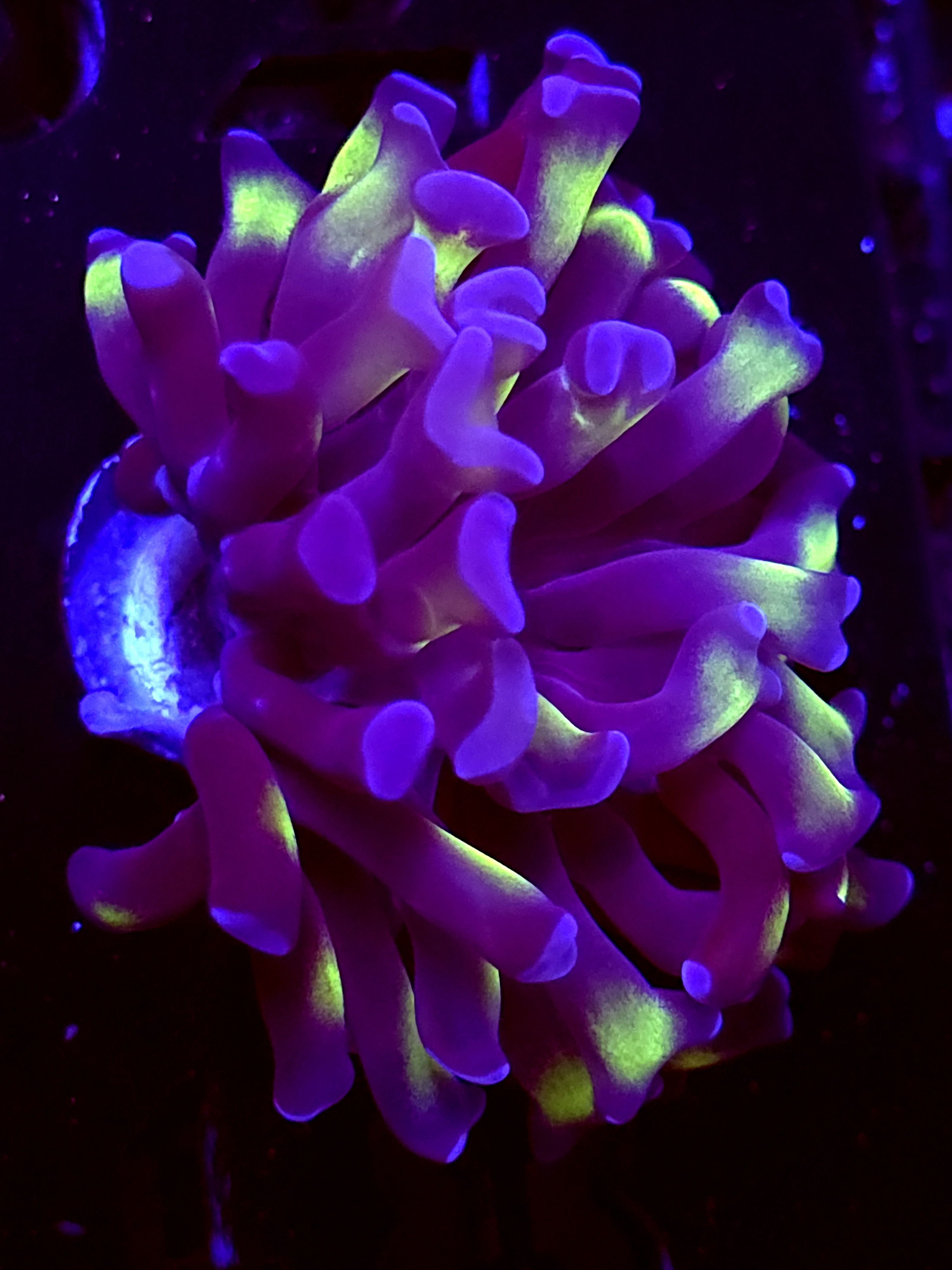 SBB "Green Stem Blue tip" hammer