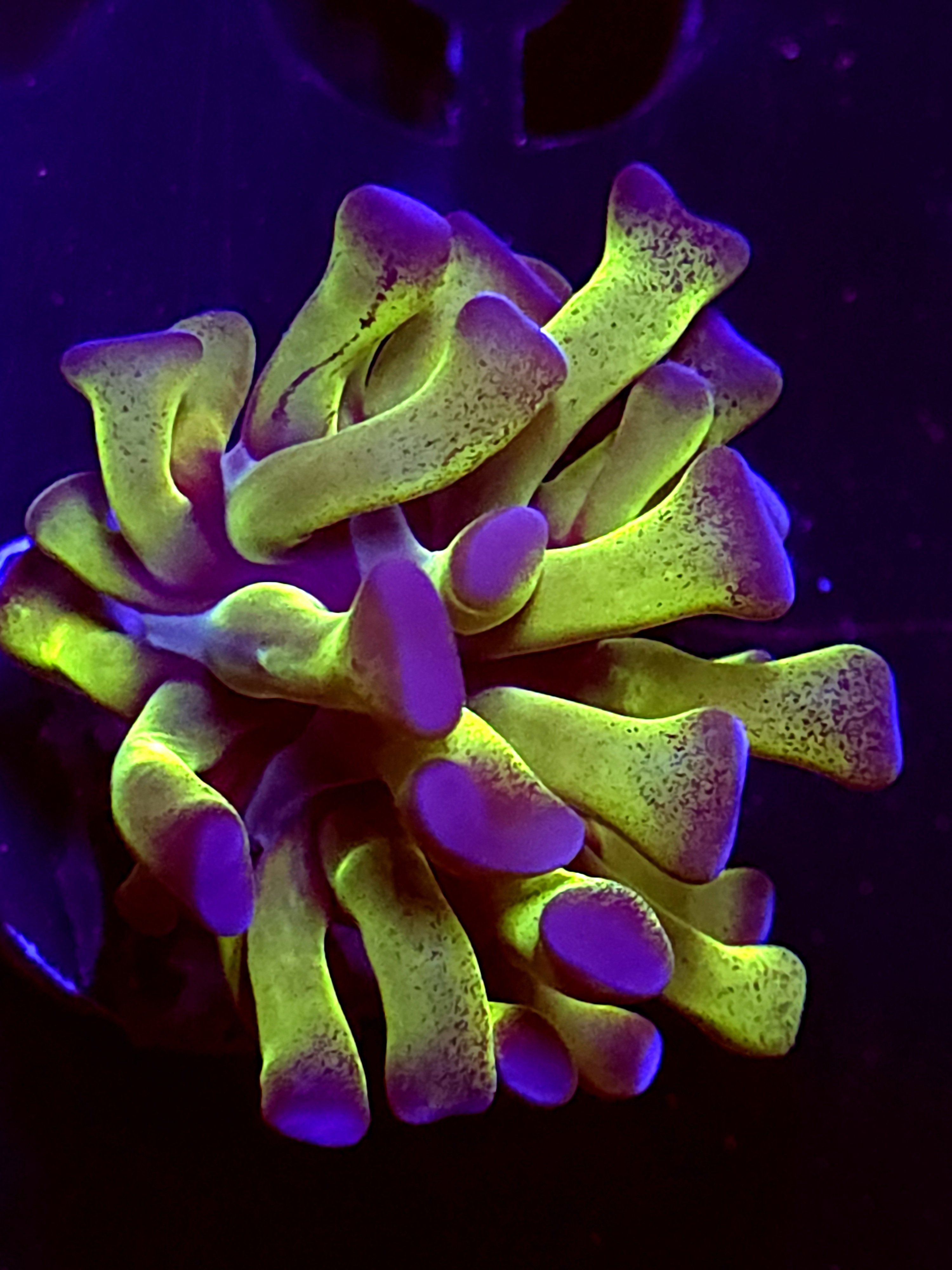 SBB "Green Stem Blue tip" hammer