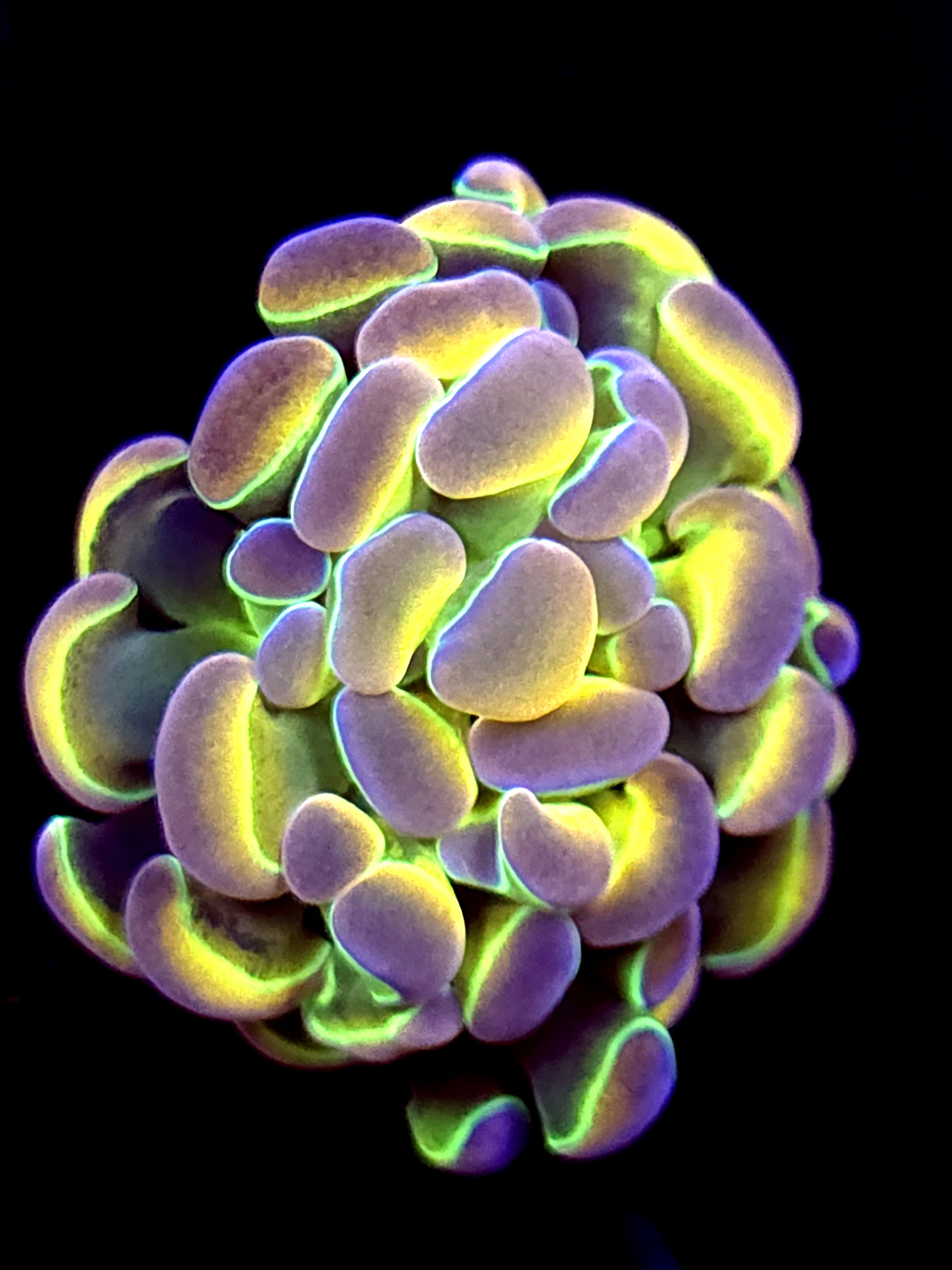 SBB " Hologram" hammer