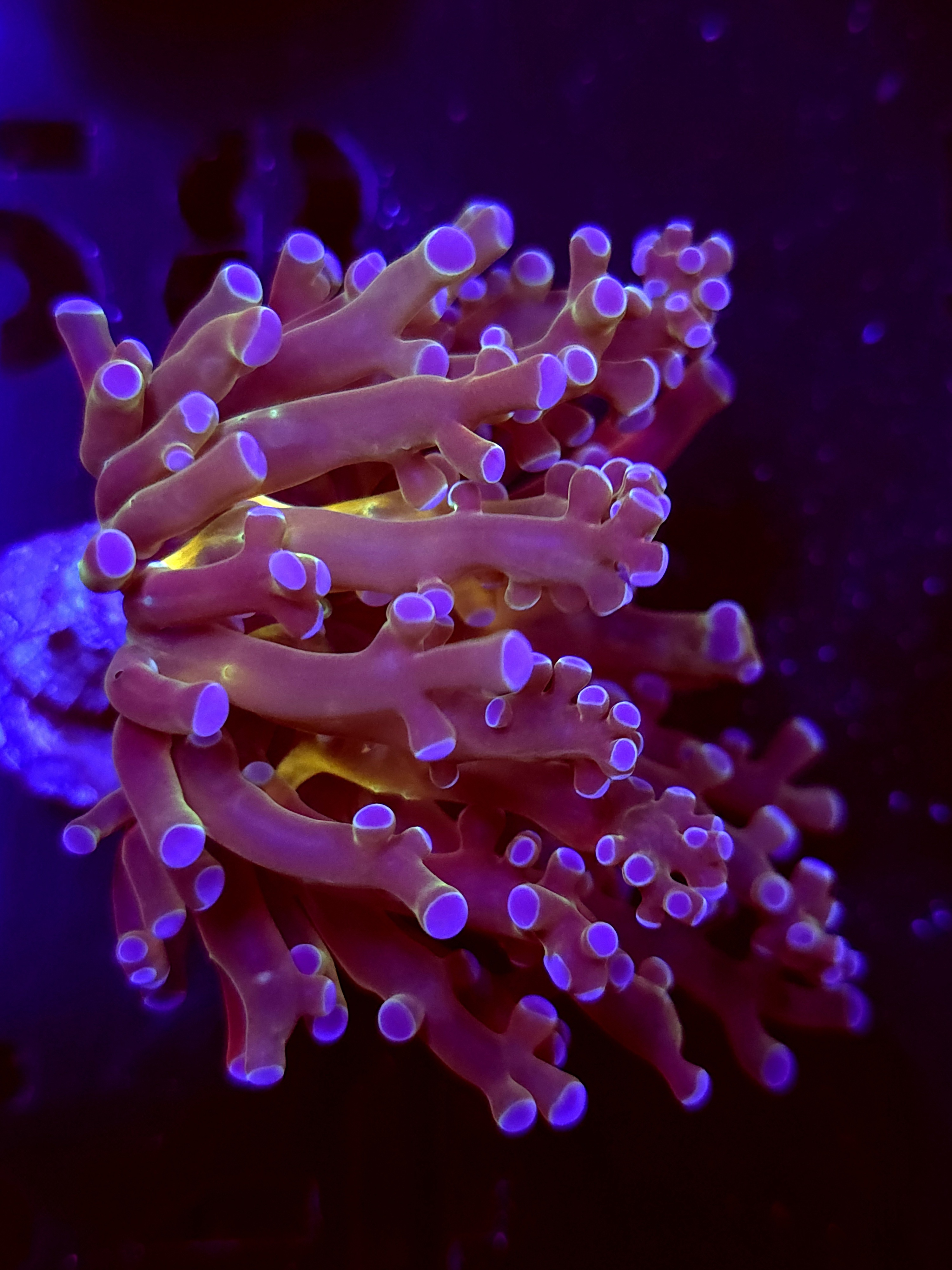 SBB " Blues Clues' hammer