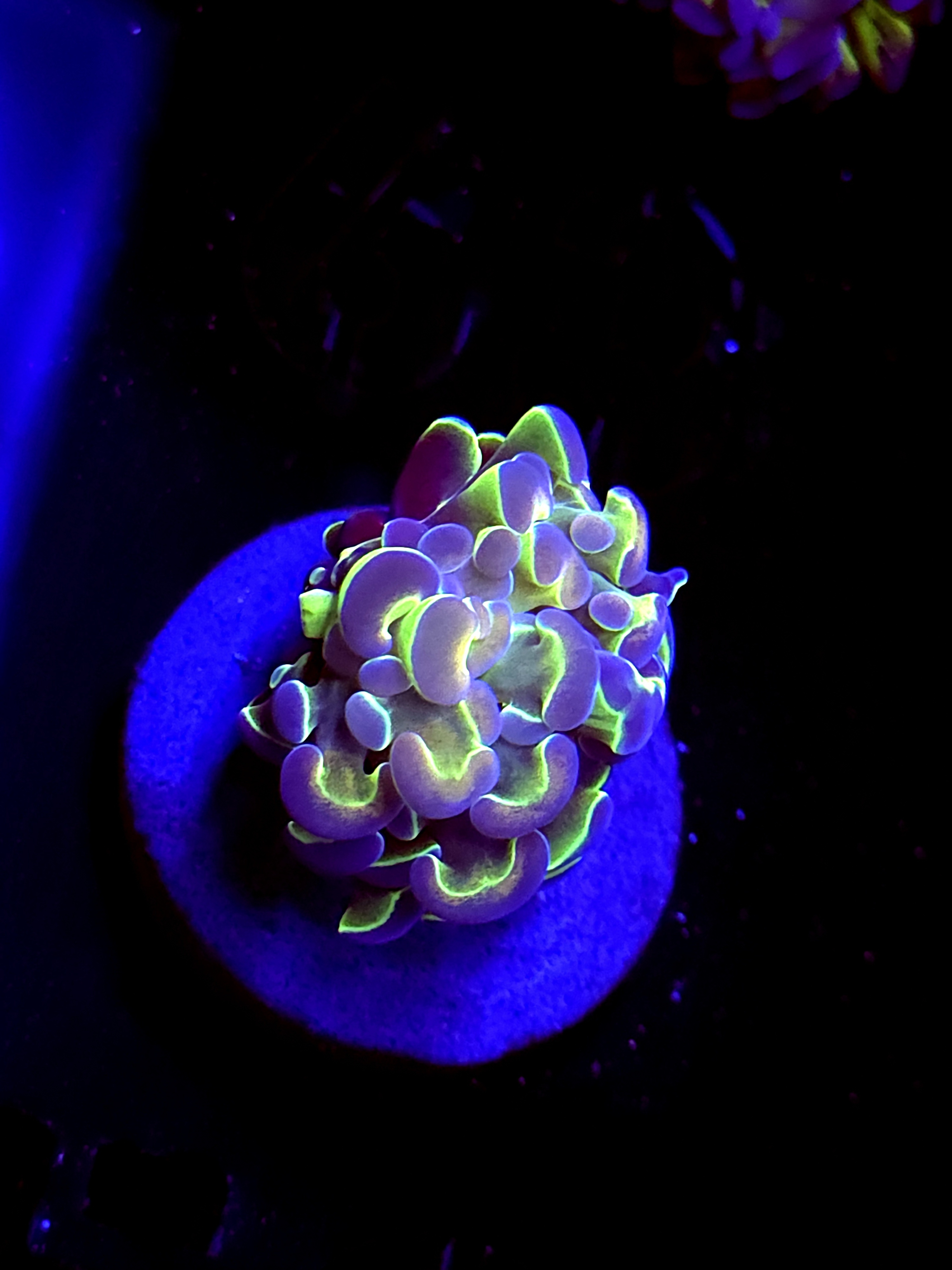 SBB " Hologram" hammer