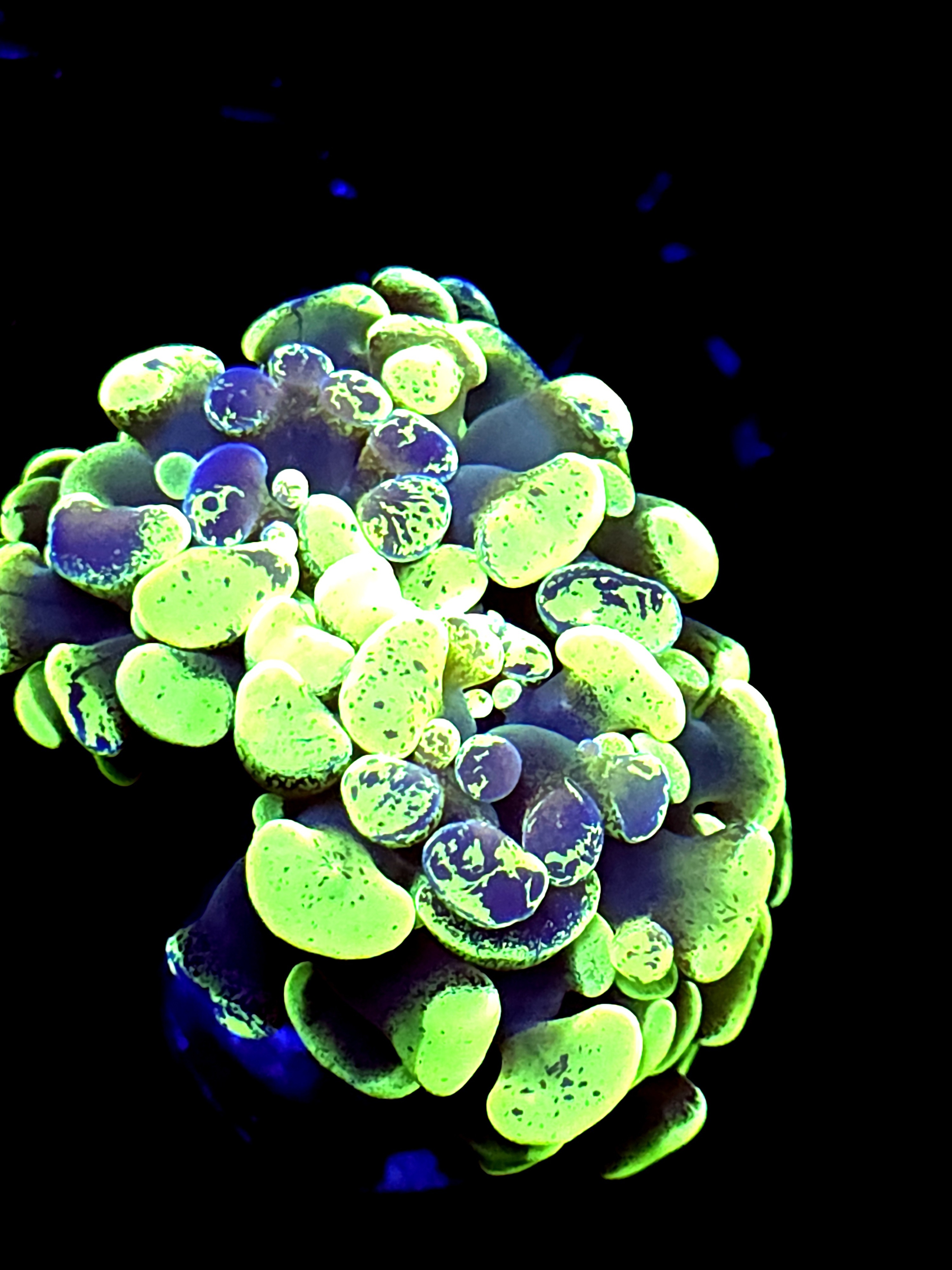 SBB "Gree Marble' hammer