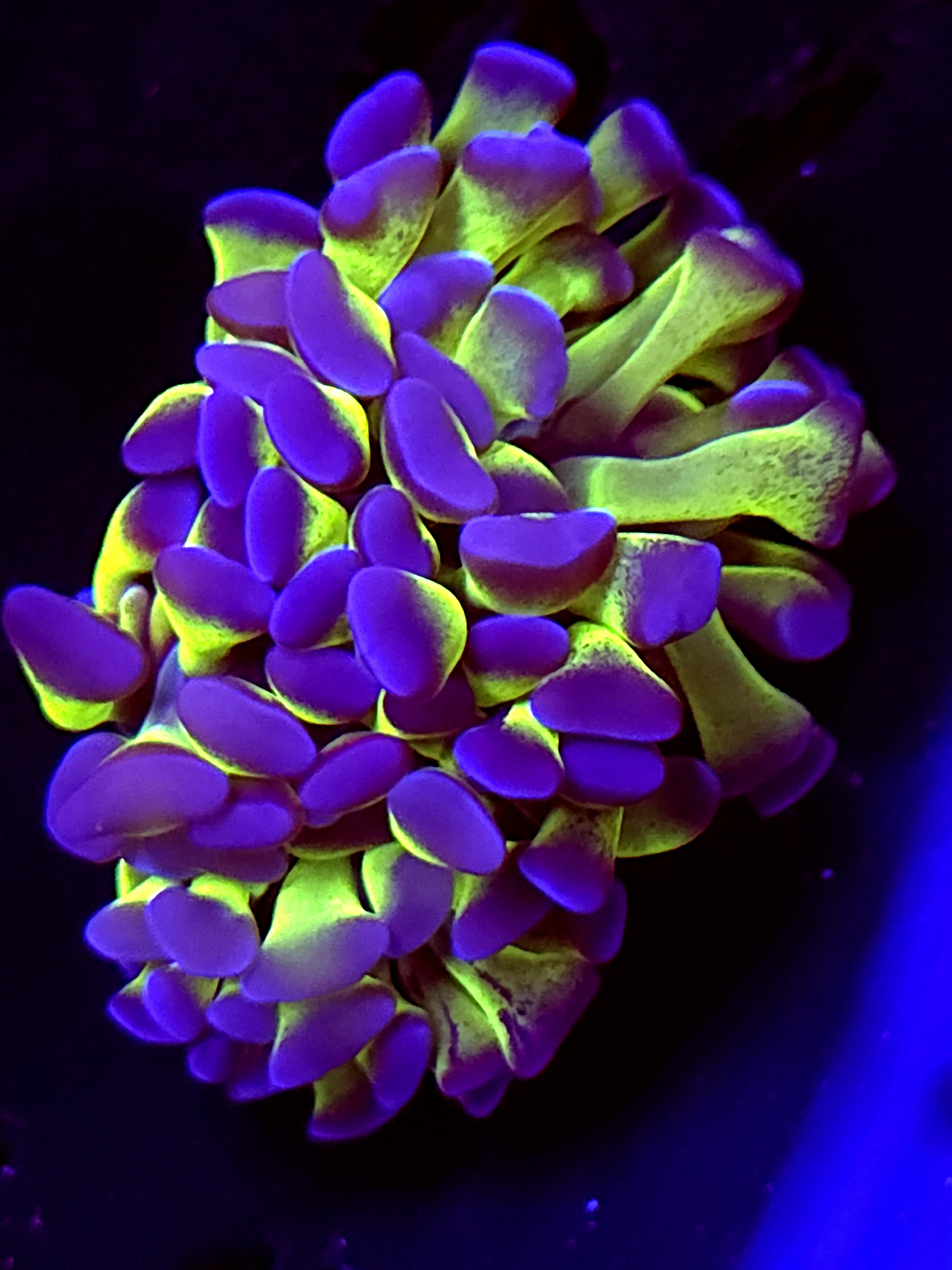 SBB " Green Stem Blue Tip" hammer