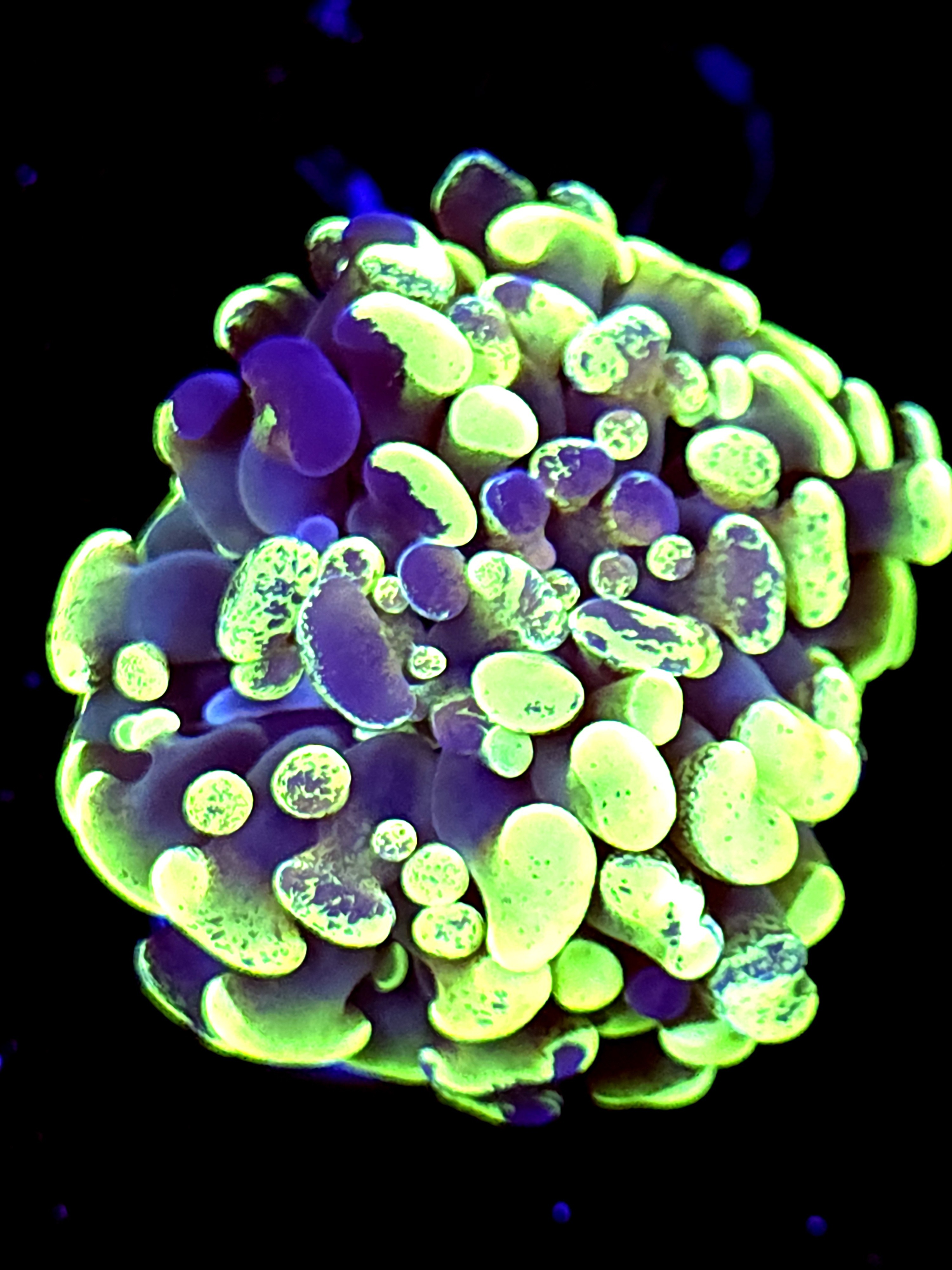 SBB " Green marble" hammer