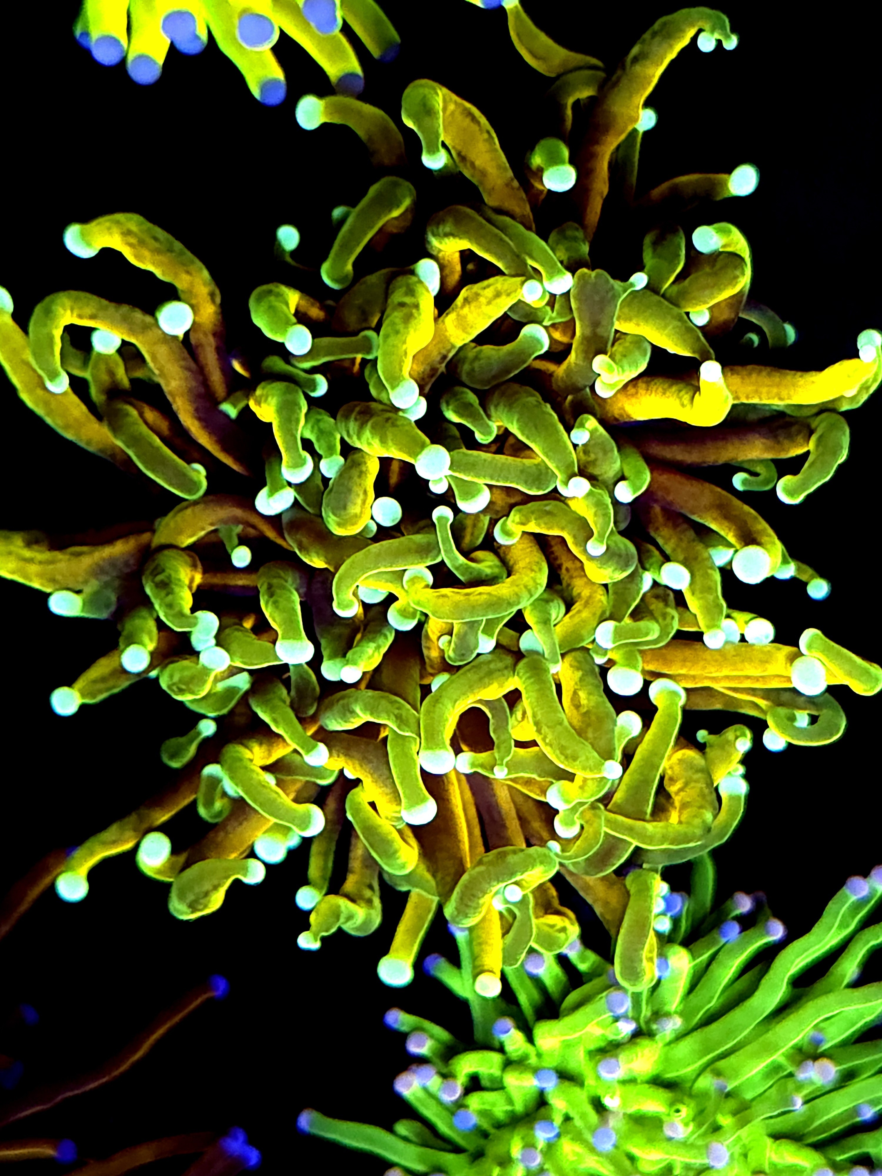 SBB " Dragon Soul" torch