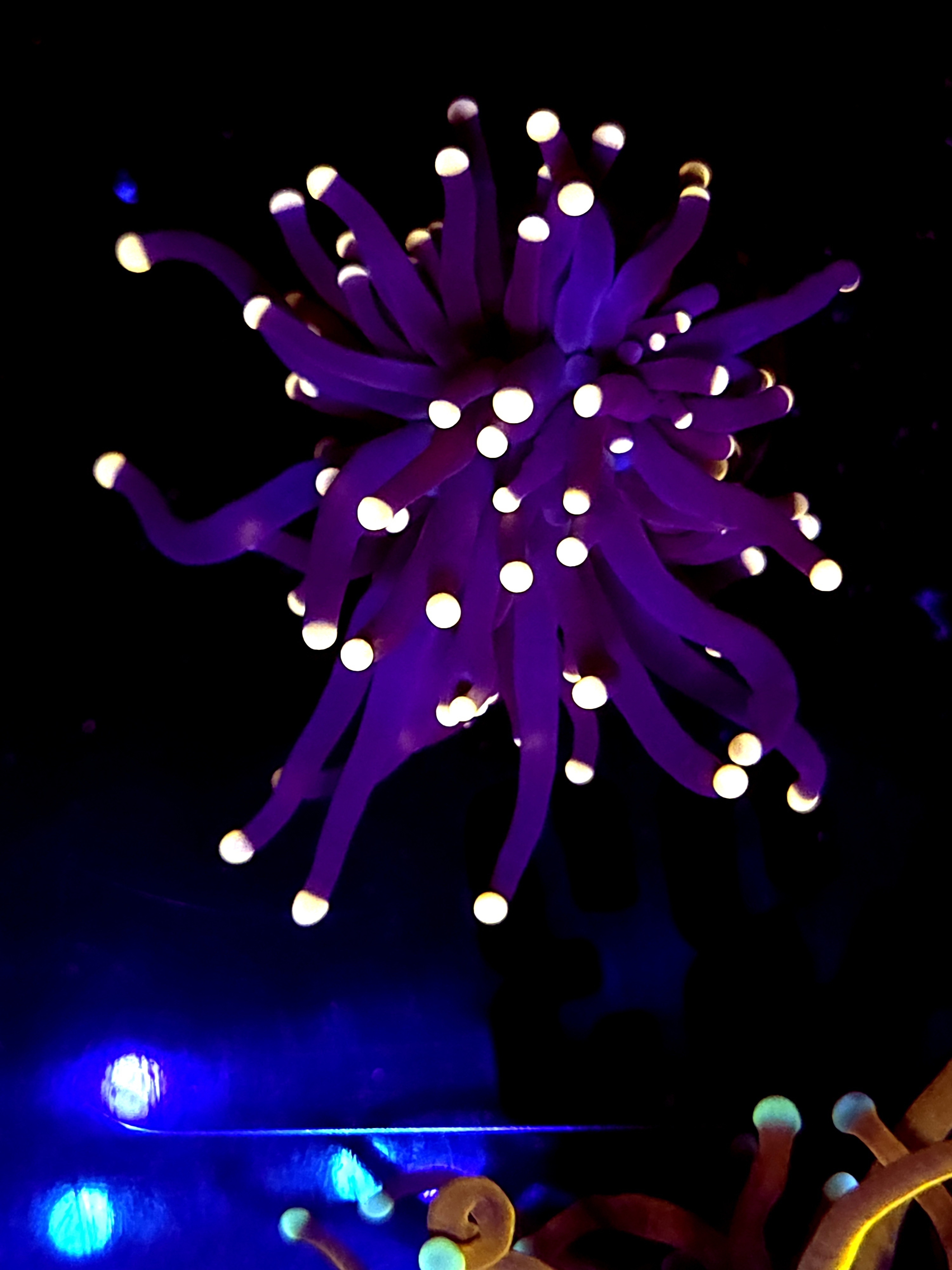 SBB " Black Panther" Torch