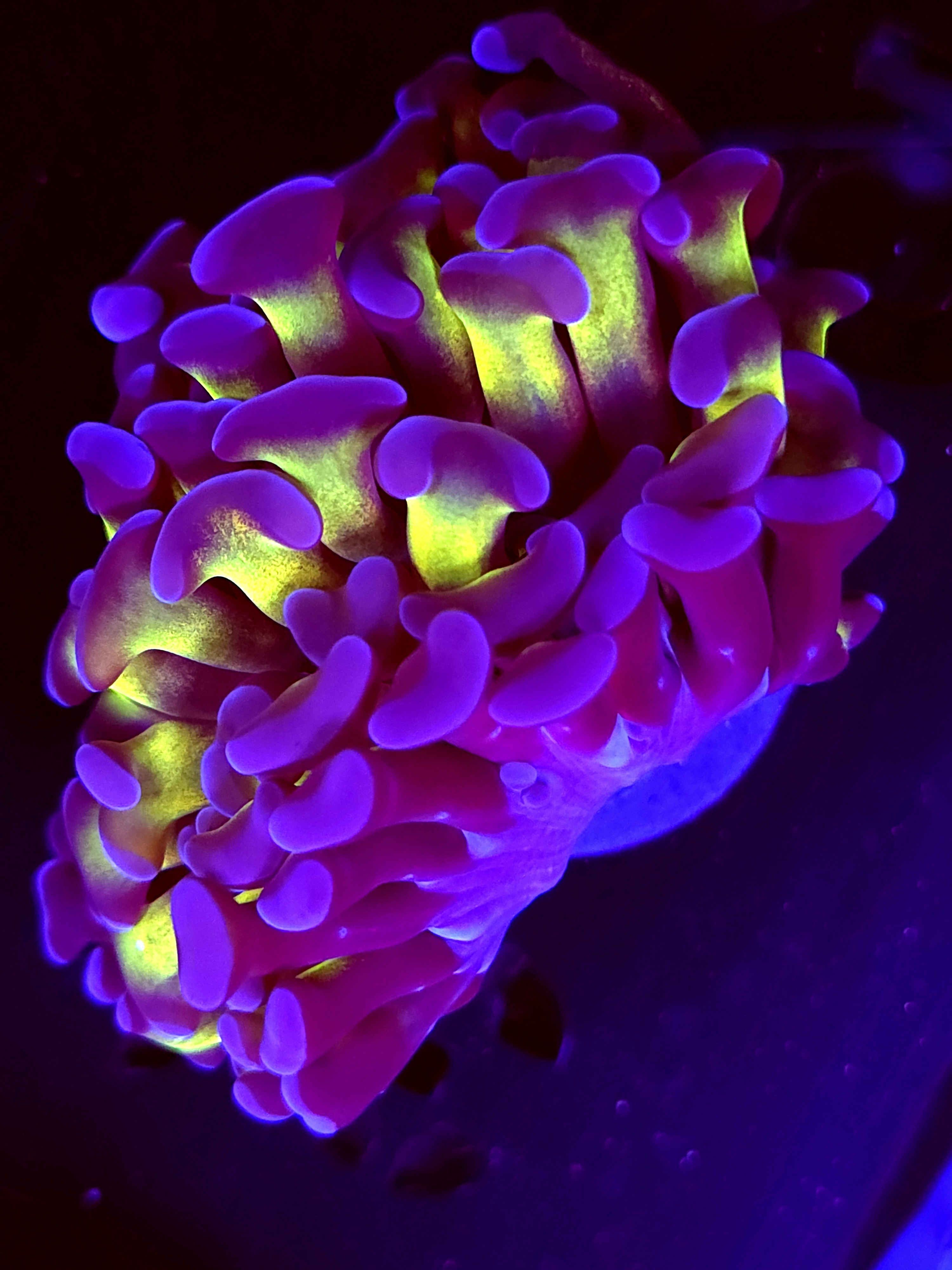 SBB " Blue tip green Stem' hammer