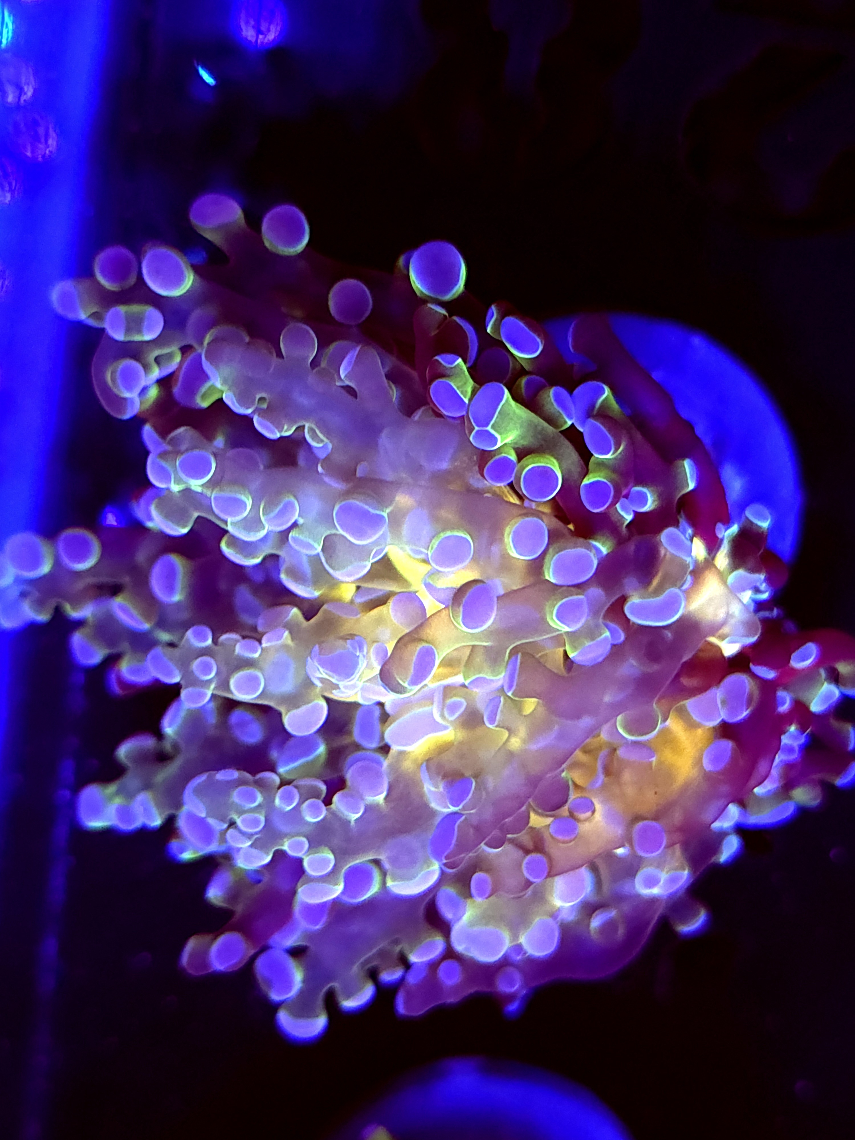 SBB " Blues Clues" Frogspawn