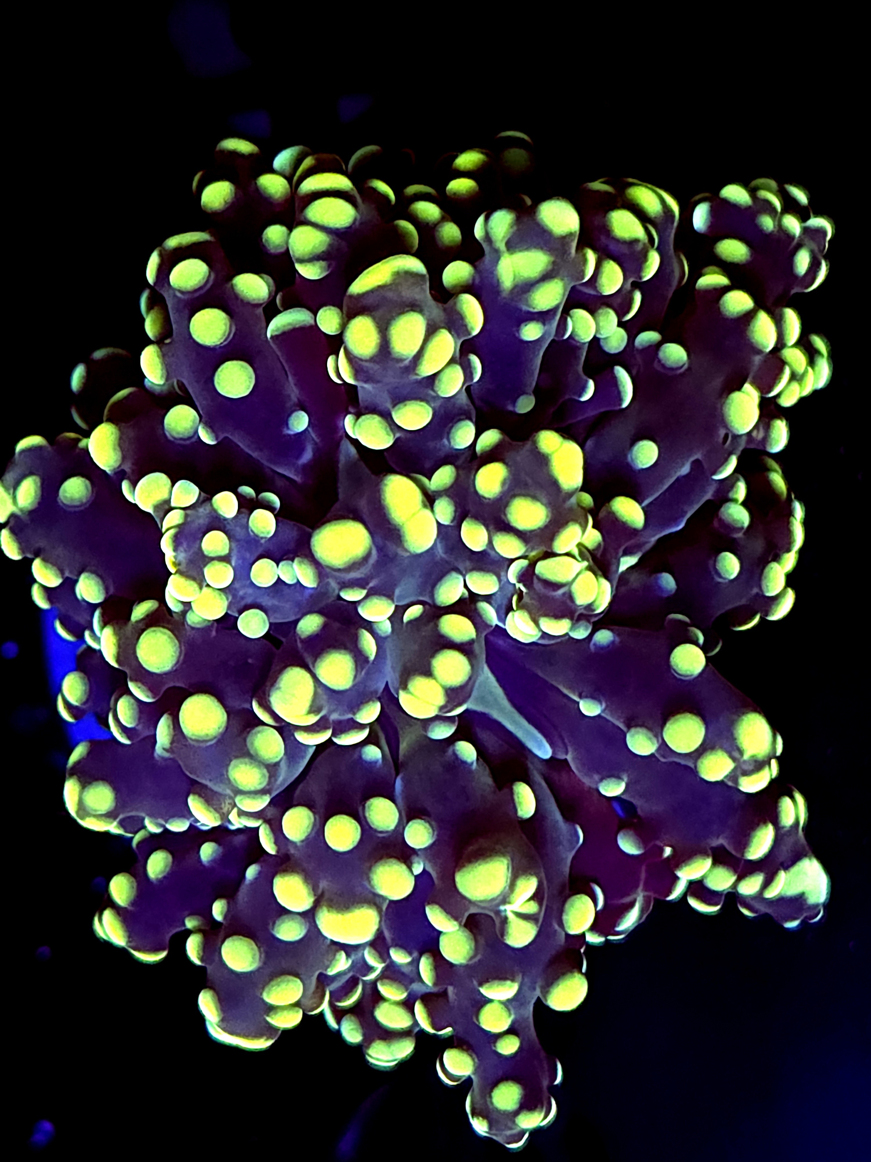 SBB " Kermit the Frog" Frogsspawn