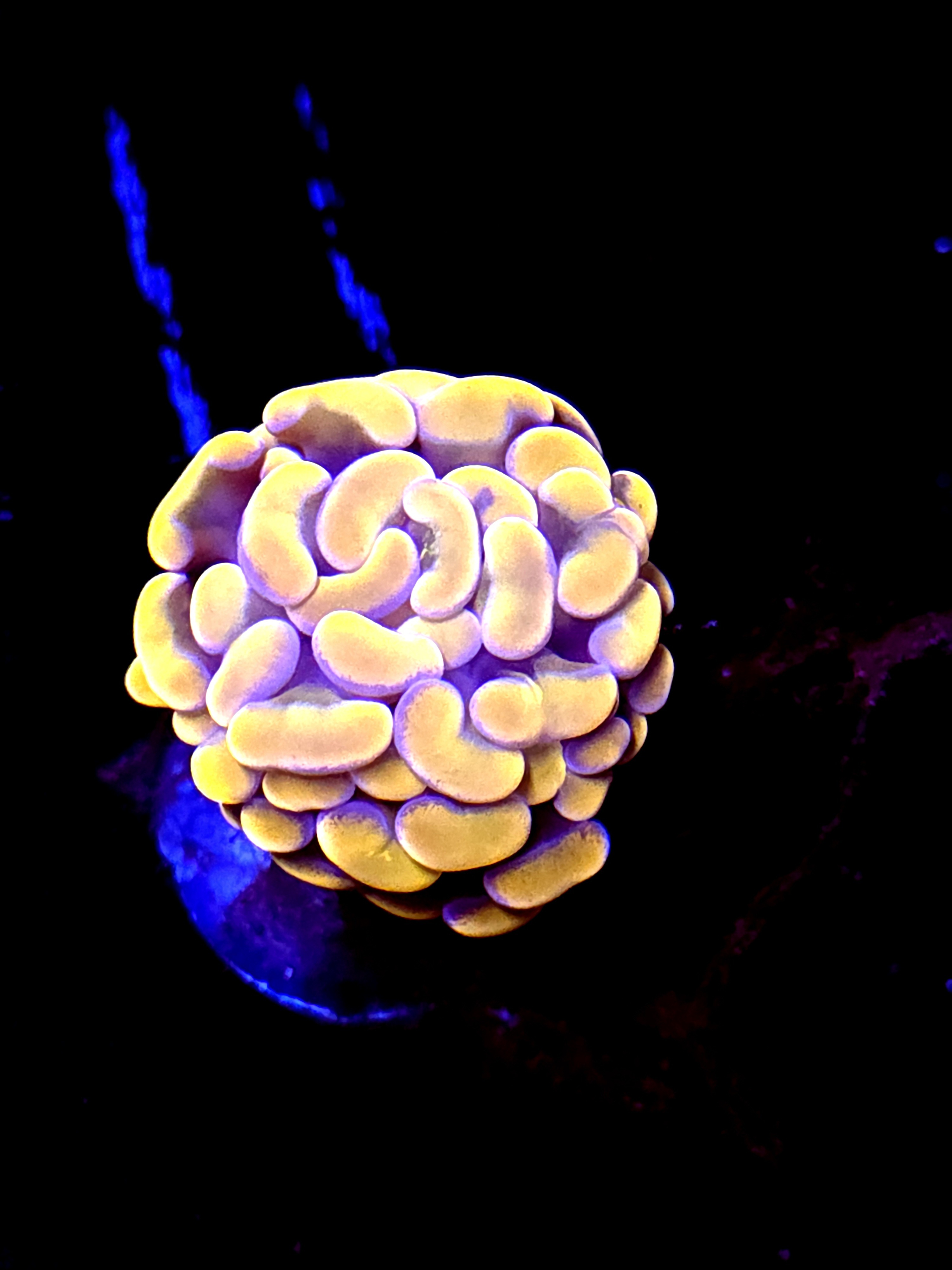 SBB Orange Indo Hammer