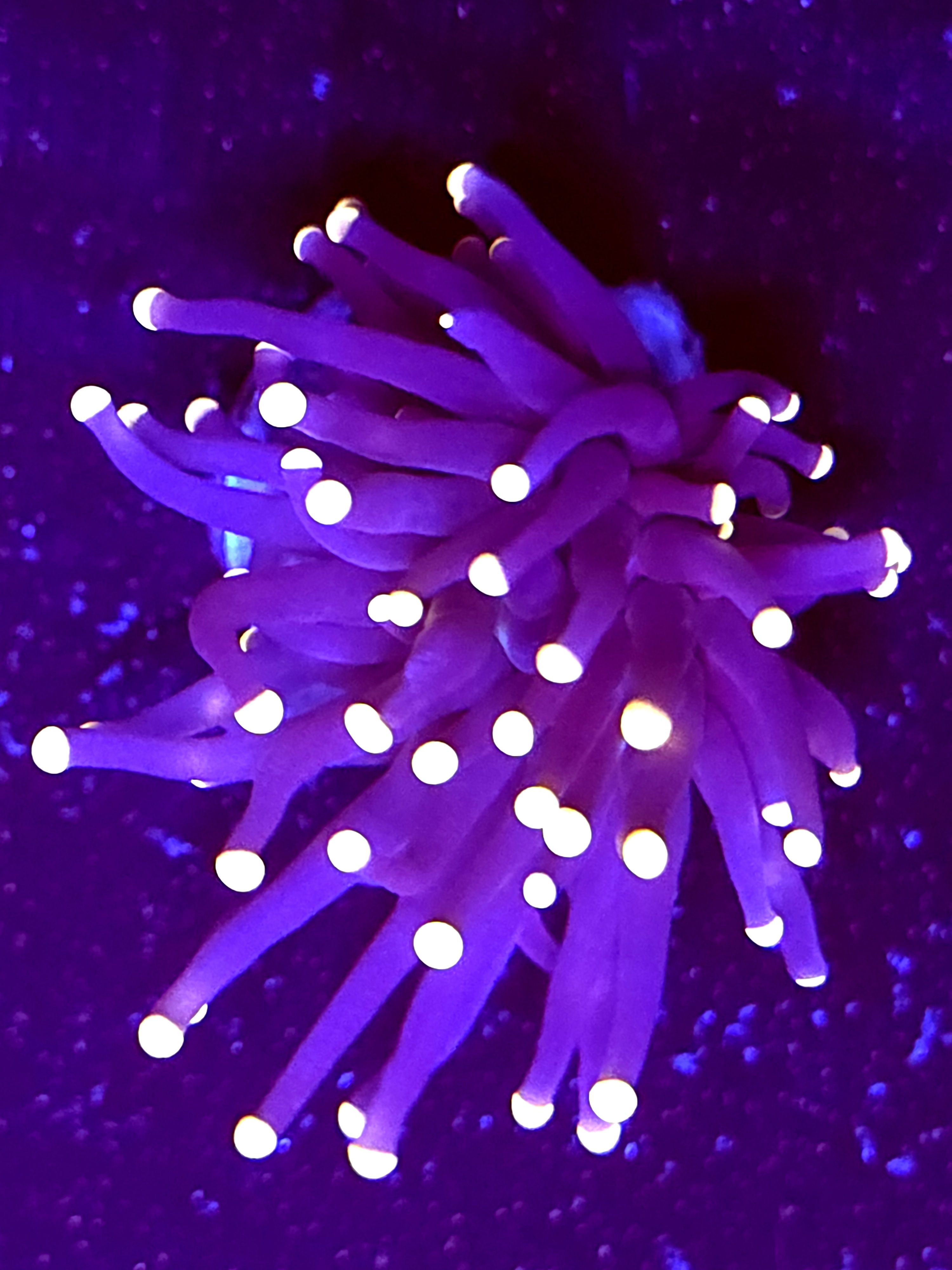 SBB " Black Panther" Torch