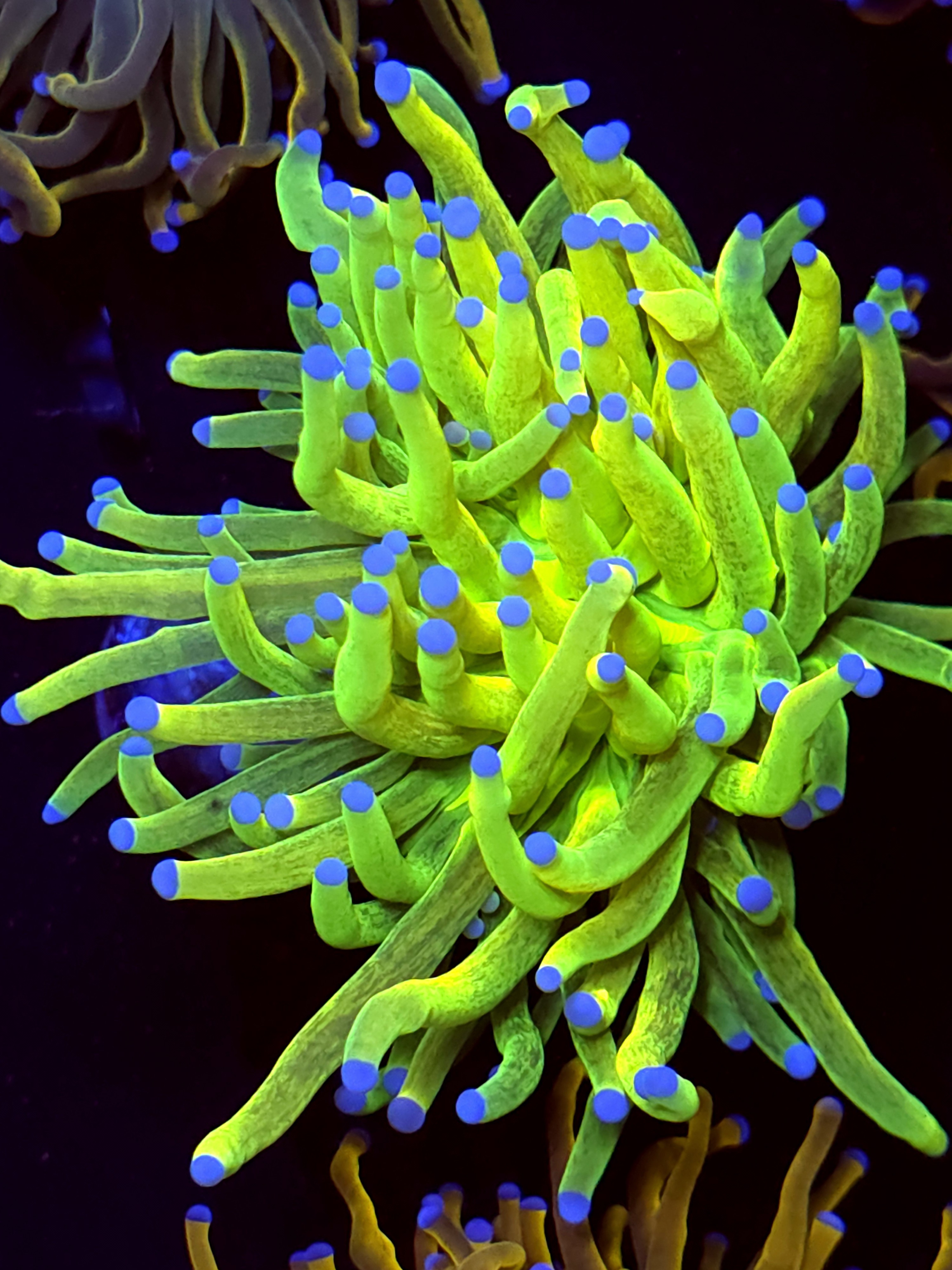 SBB " Glitter HG " Holy Grail Torch