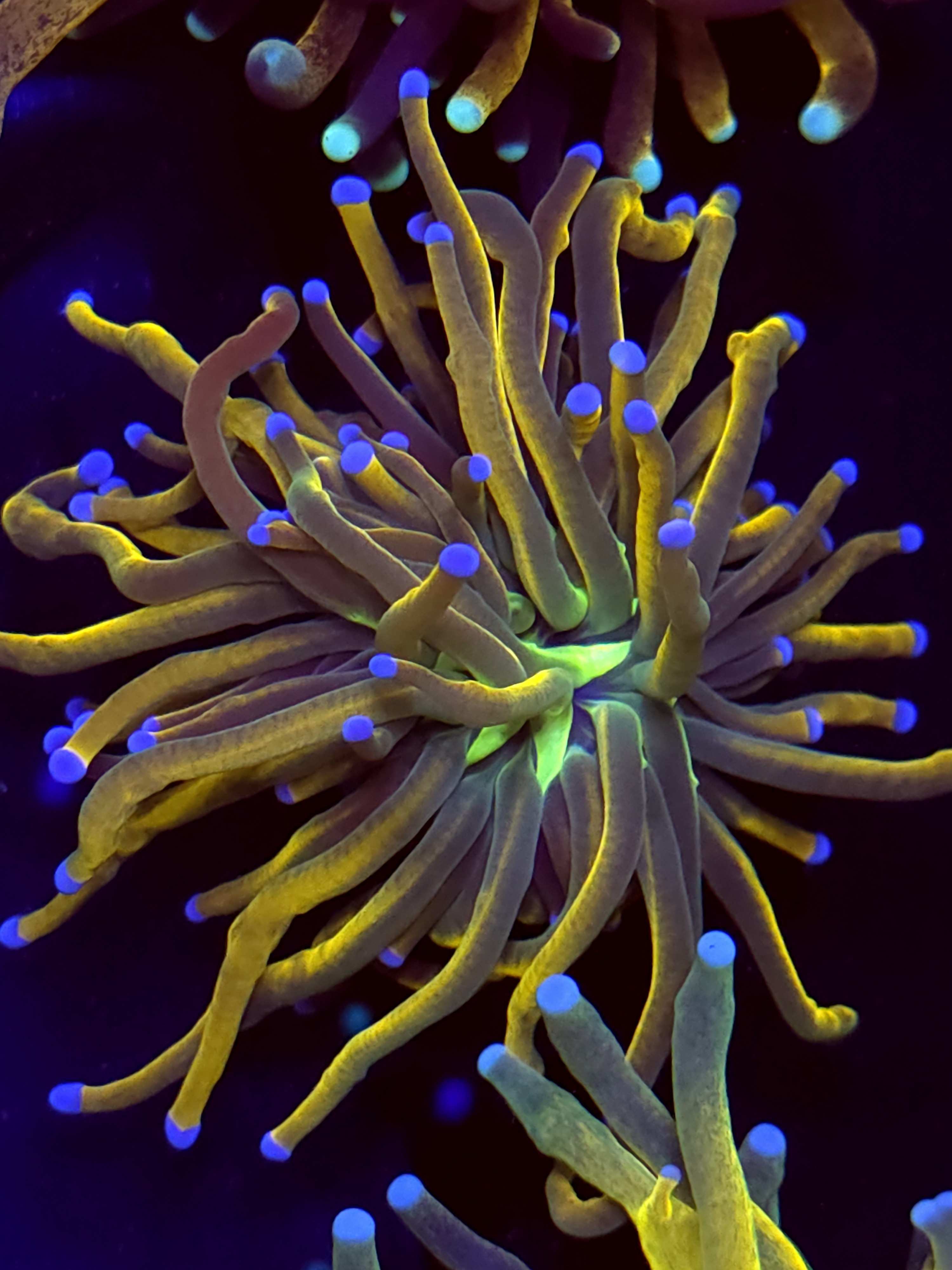 SBB " GoldPool" Torch