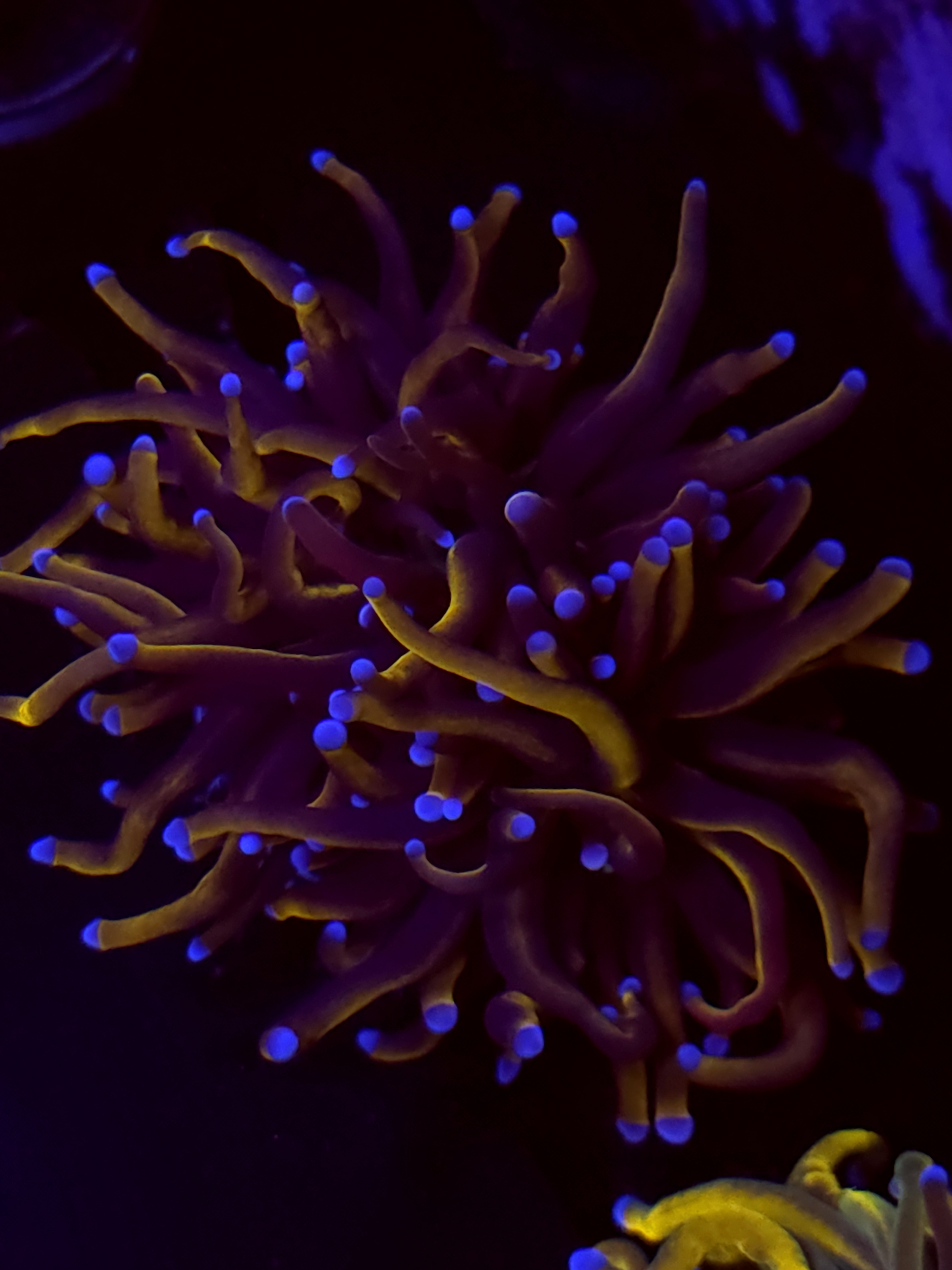 SBB" Indo Gold" Torch