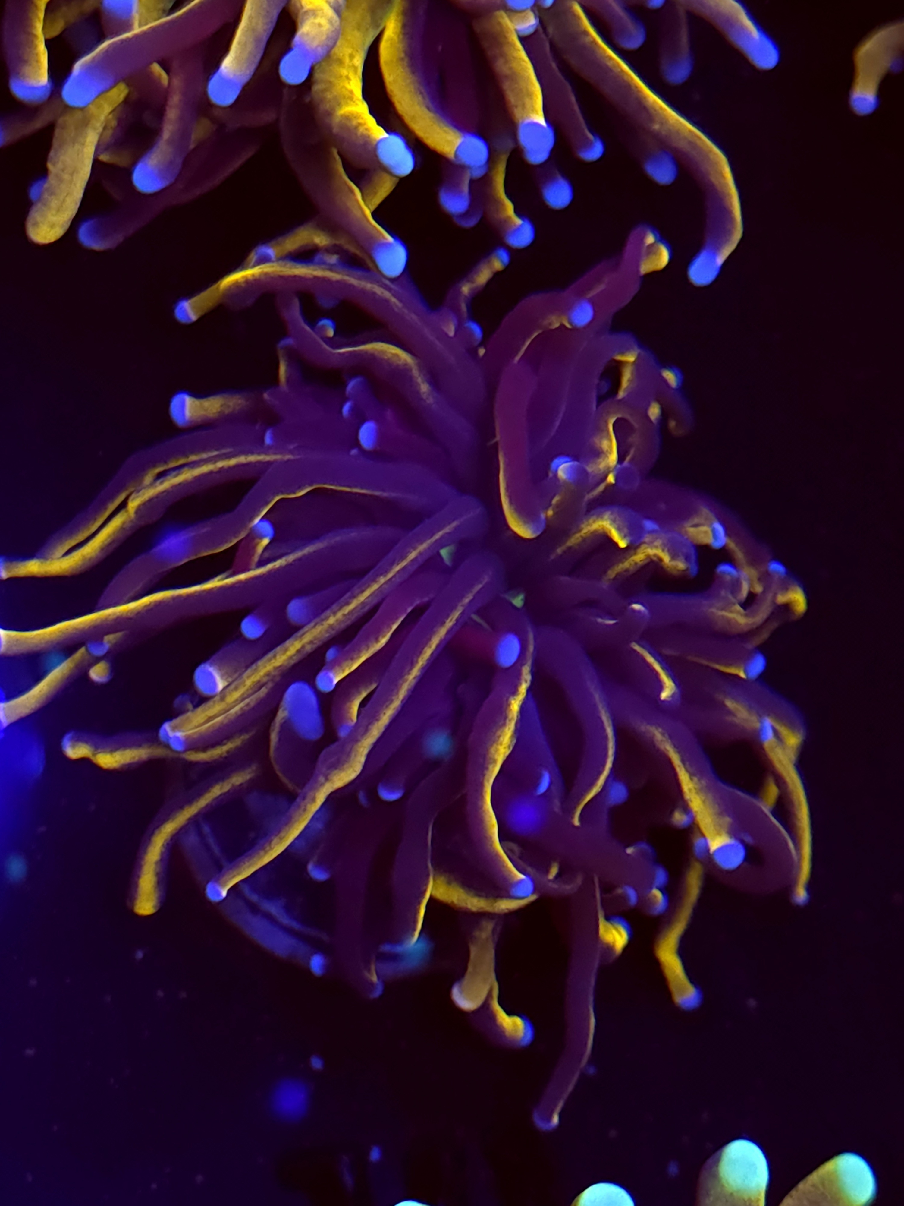 SBB " New York Nicks" Torch