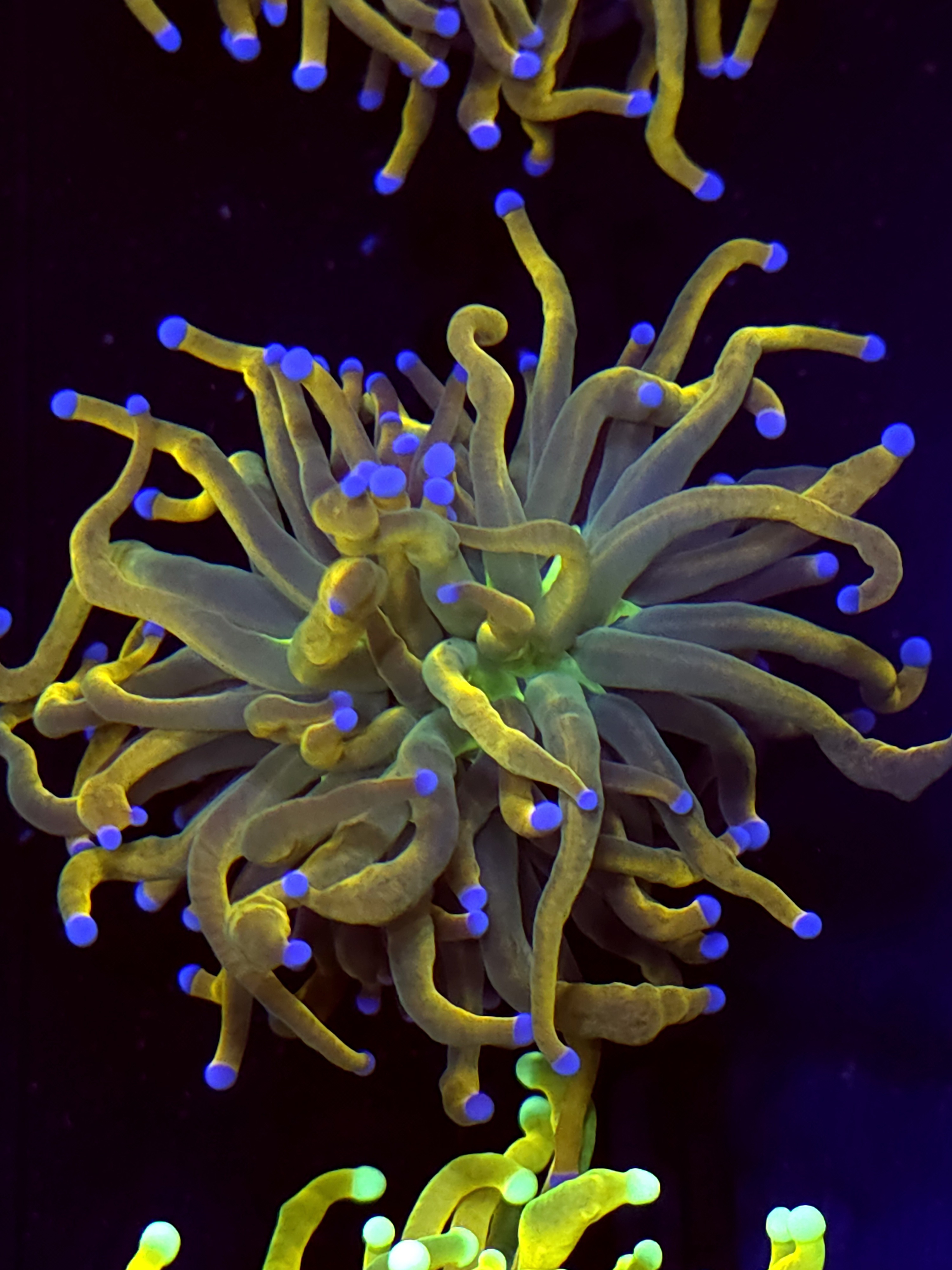 SBB " GoldPool" Torch