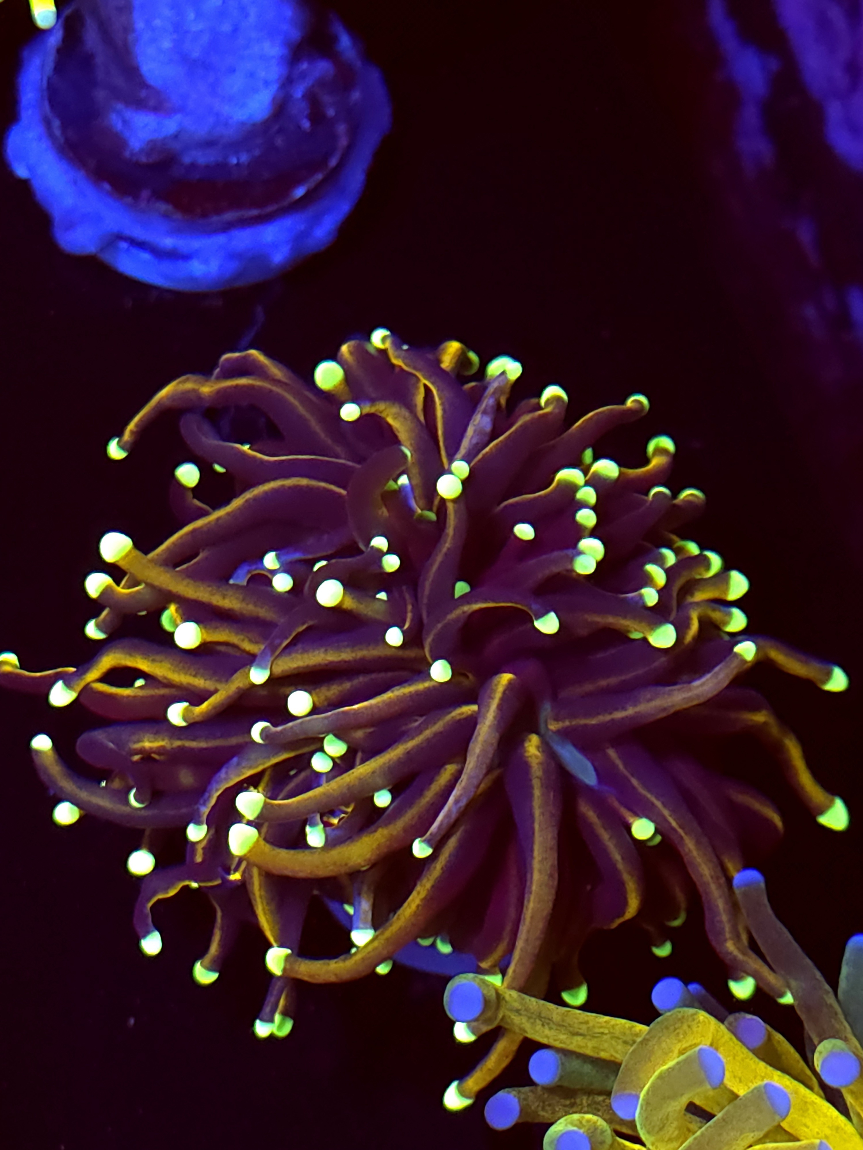 SBB " Dr Strange" Torch