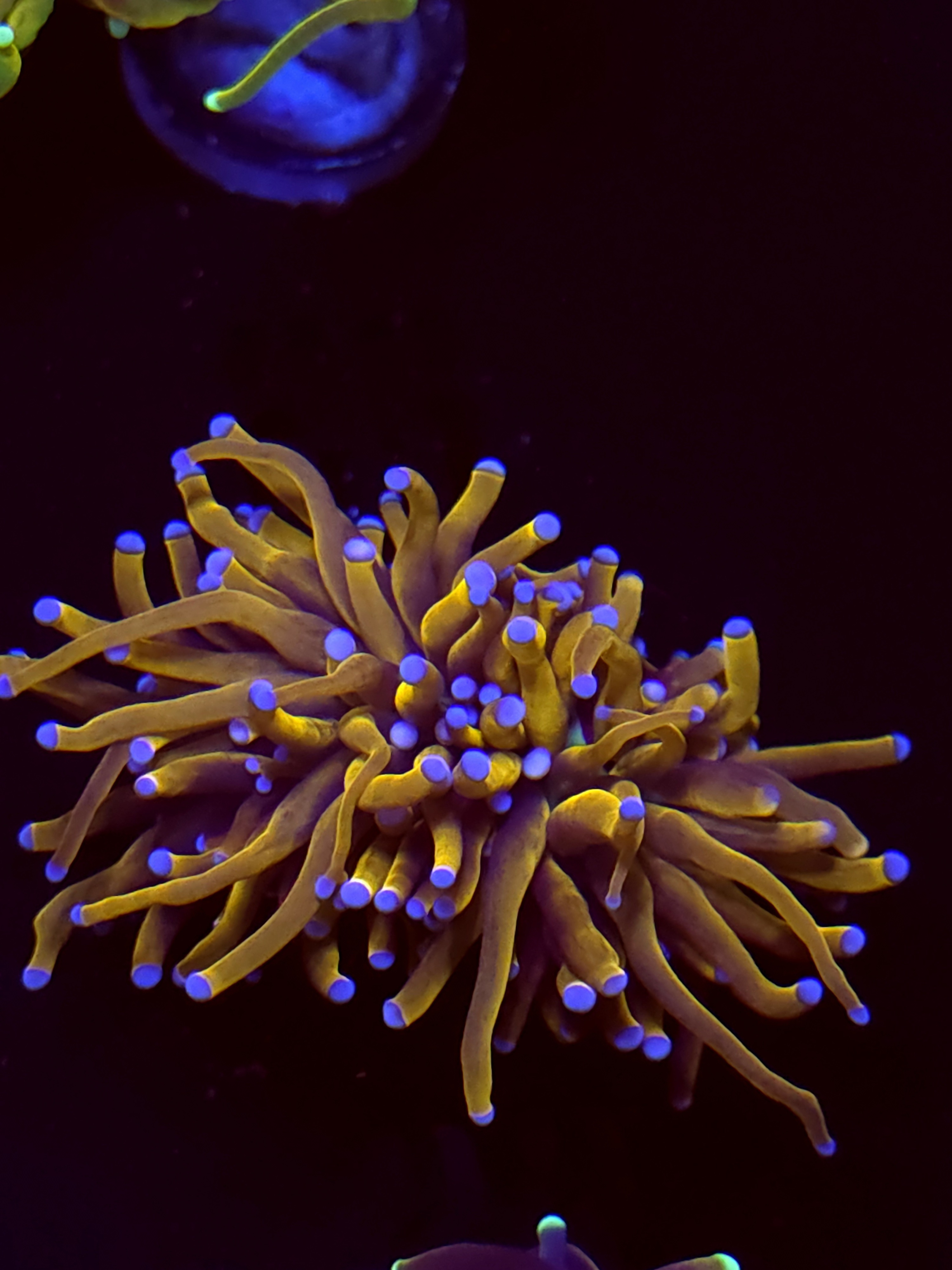 SBB "New York Nicks" Torch