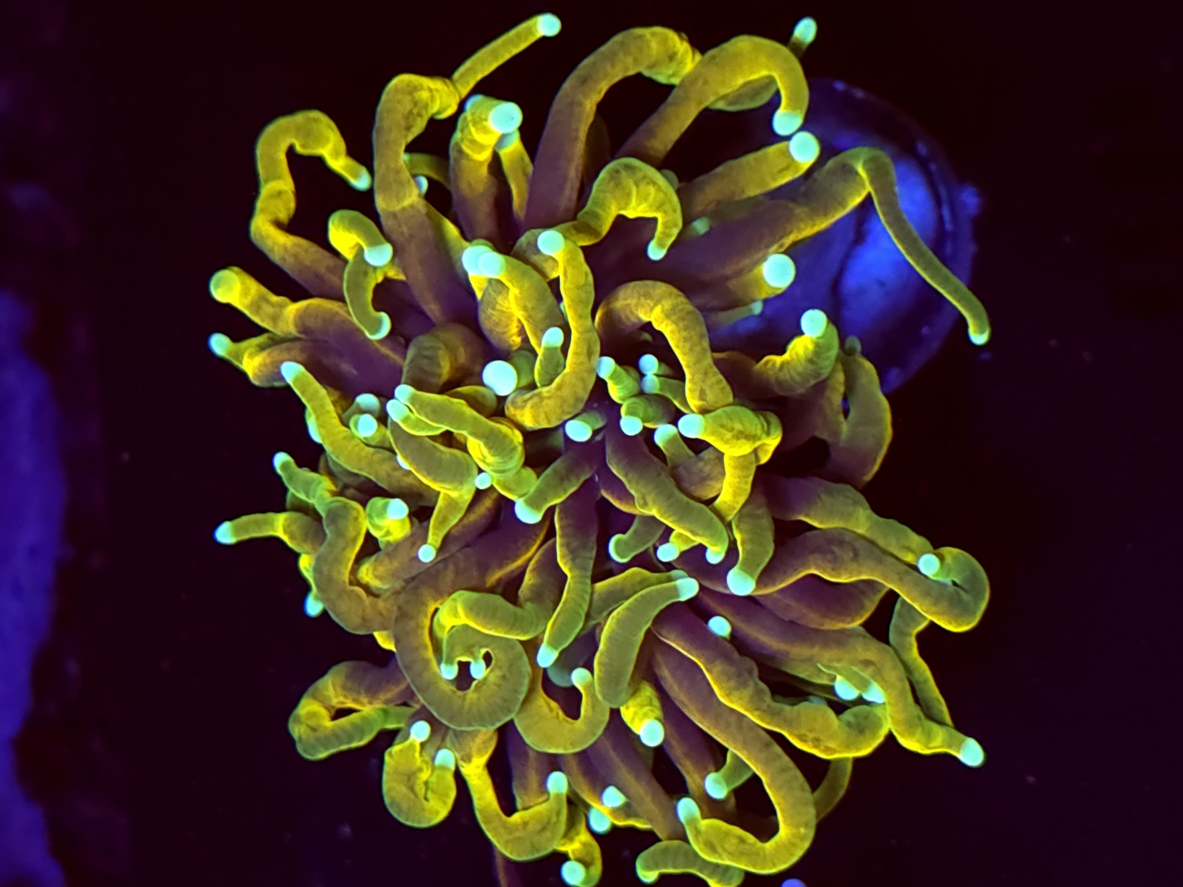 SBB " Indo Gold" Torch