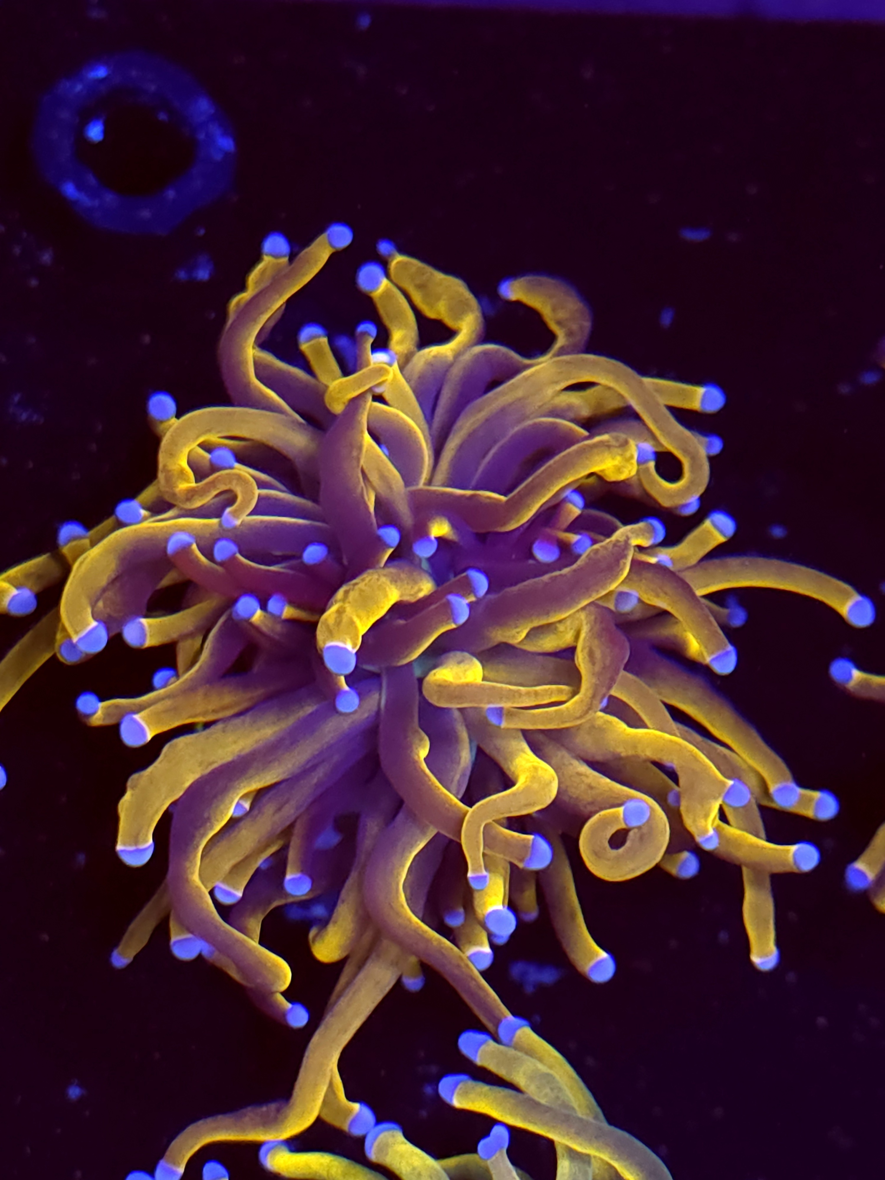 SBB " New York Nicks" Torch