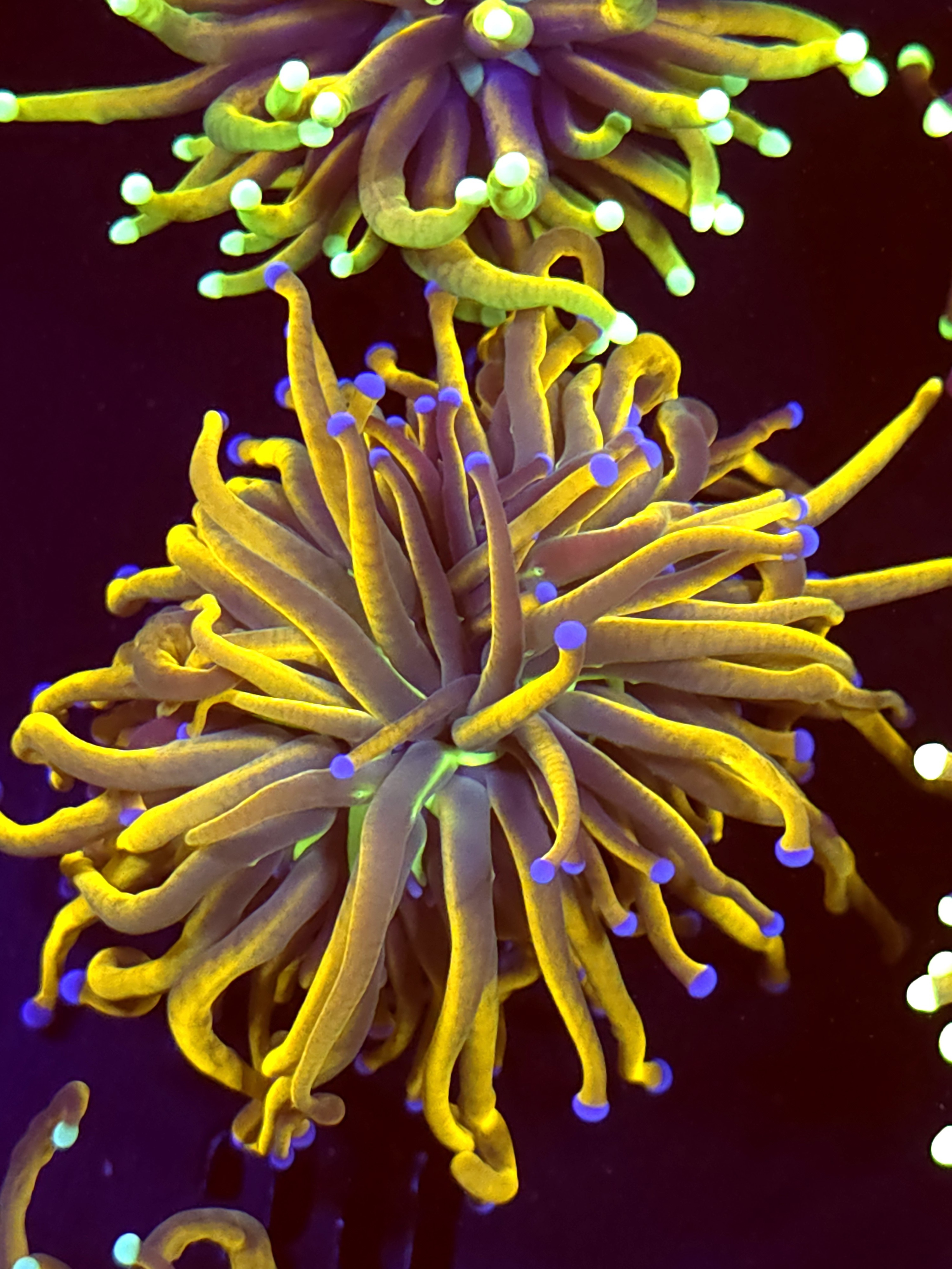 SBB " GoldPool" Torch