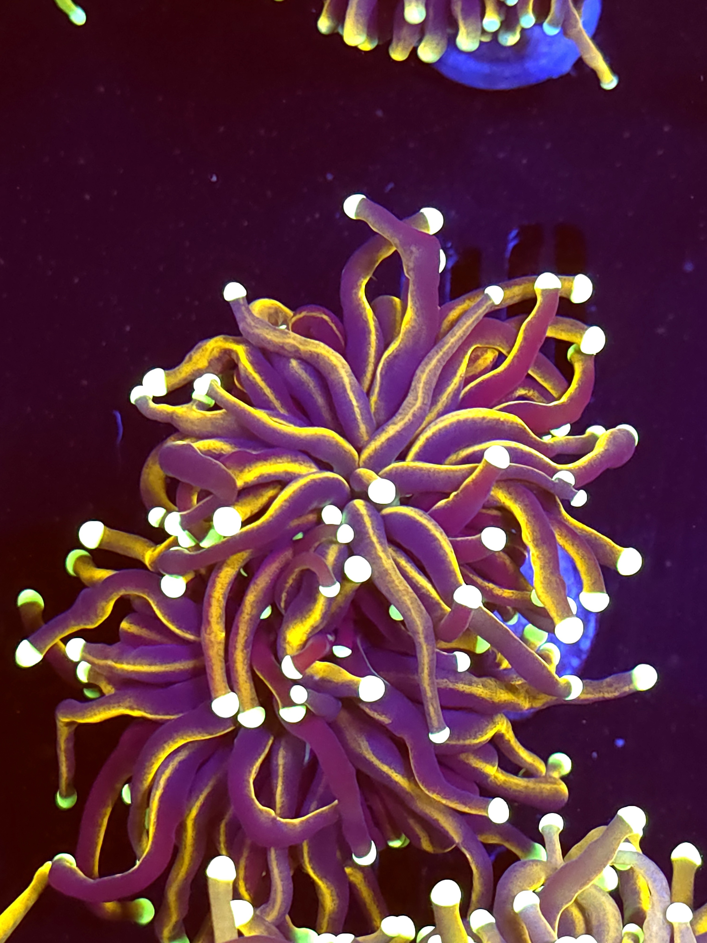 SBB " Dr Strange" Torch