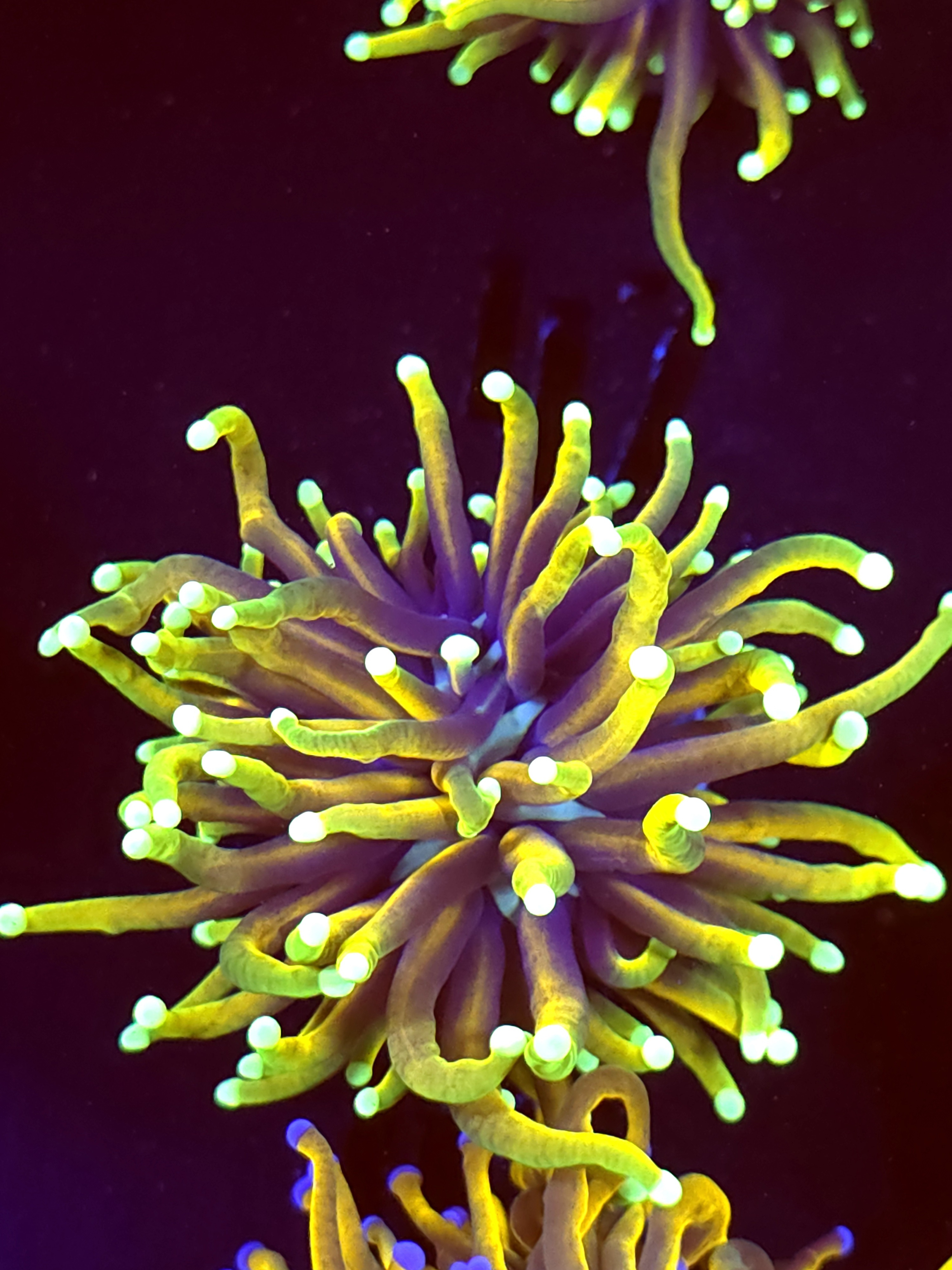 SBB " Dragon Soul" Torch