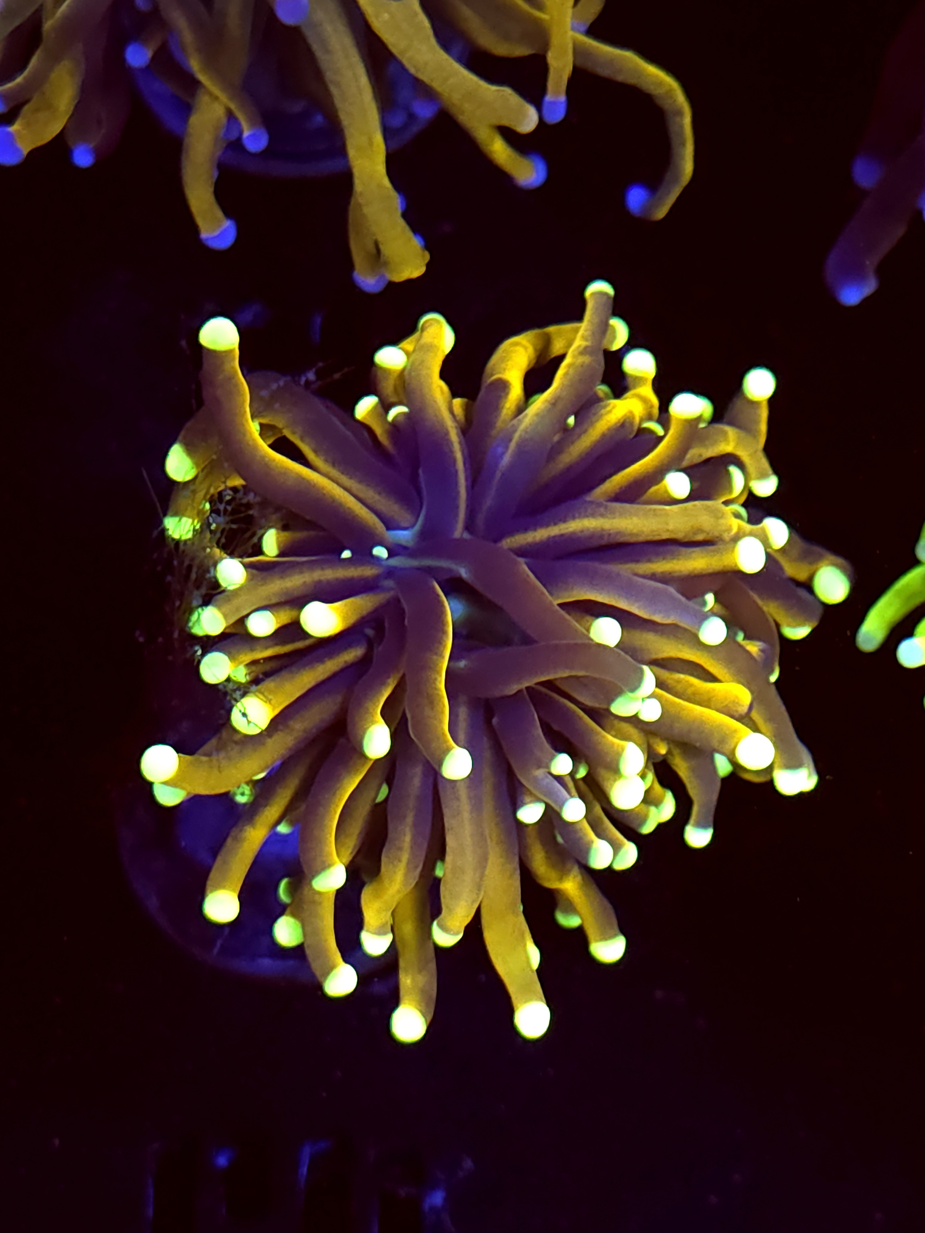 SBB " Dr Strange" Torch