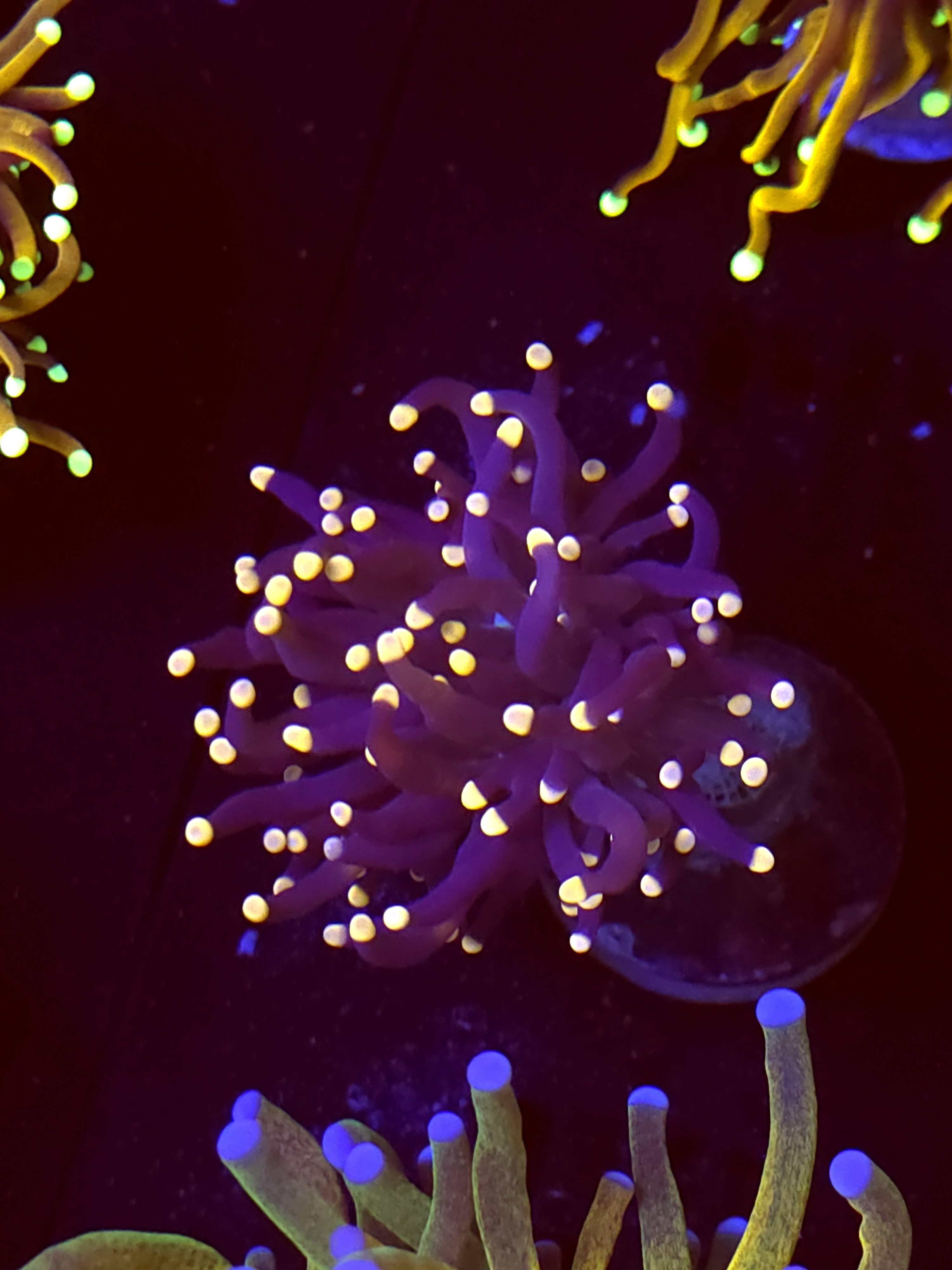 SBB " Black Panther" Torch