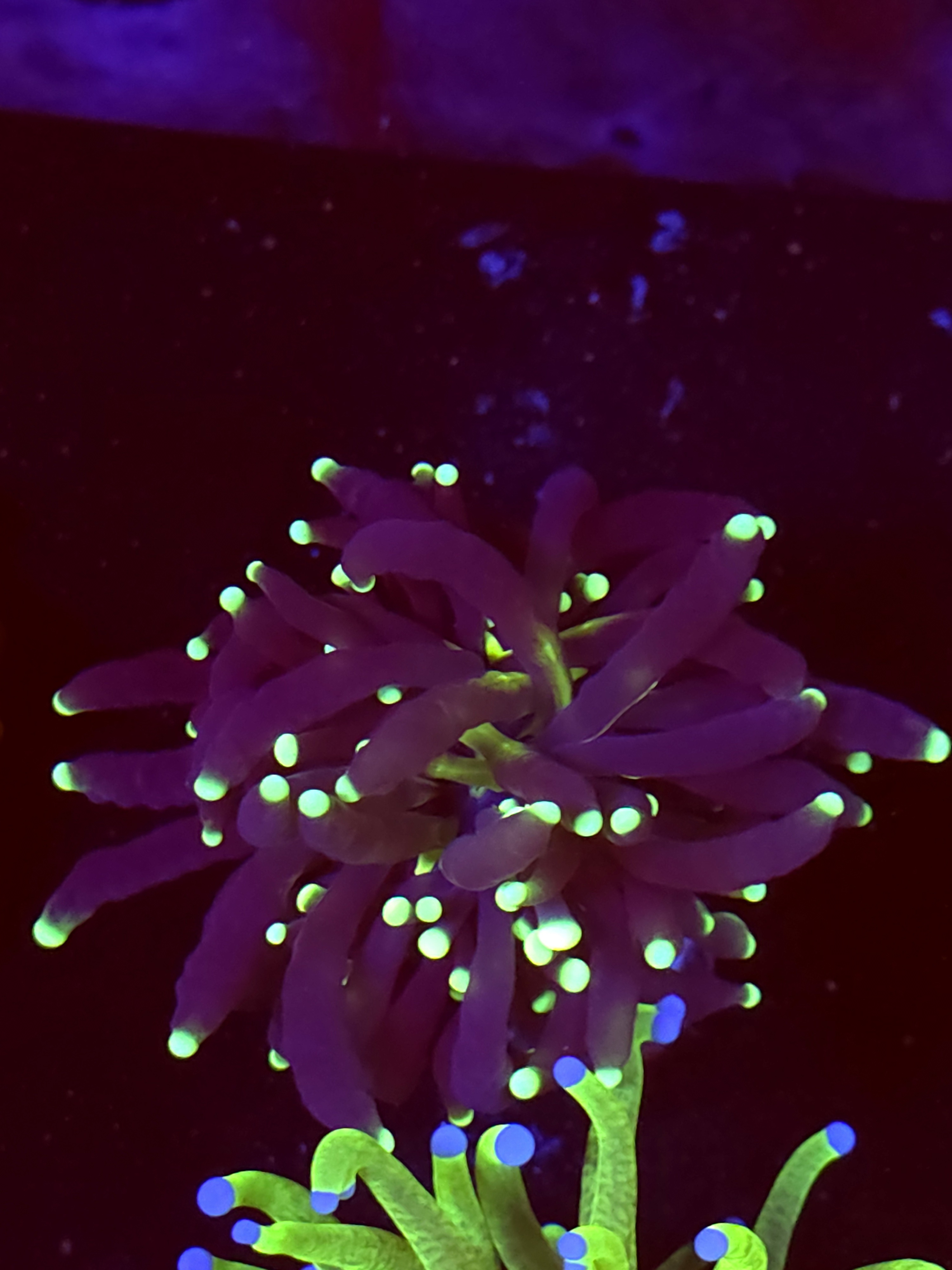 SBB " Black Panther" Torch