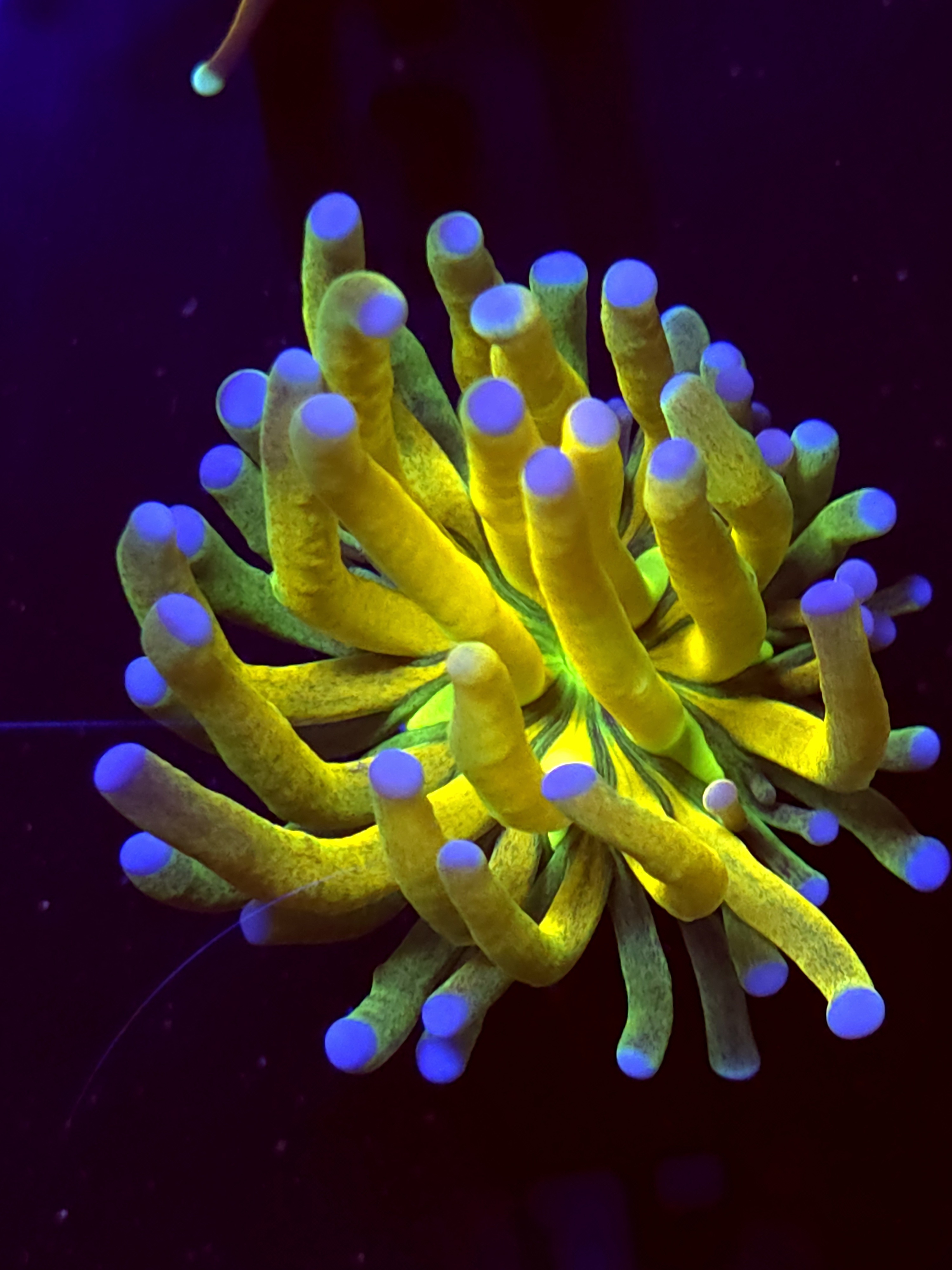 SBB " Glitter" Tiger Toch