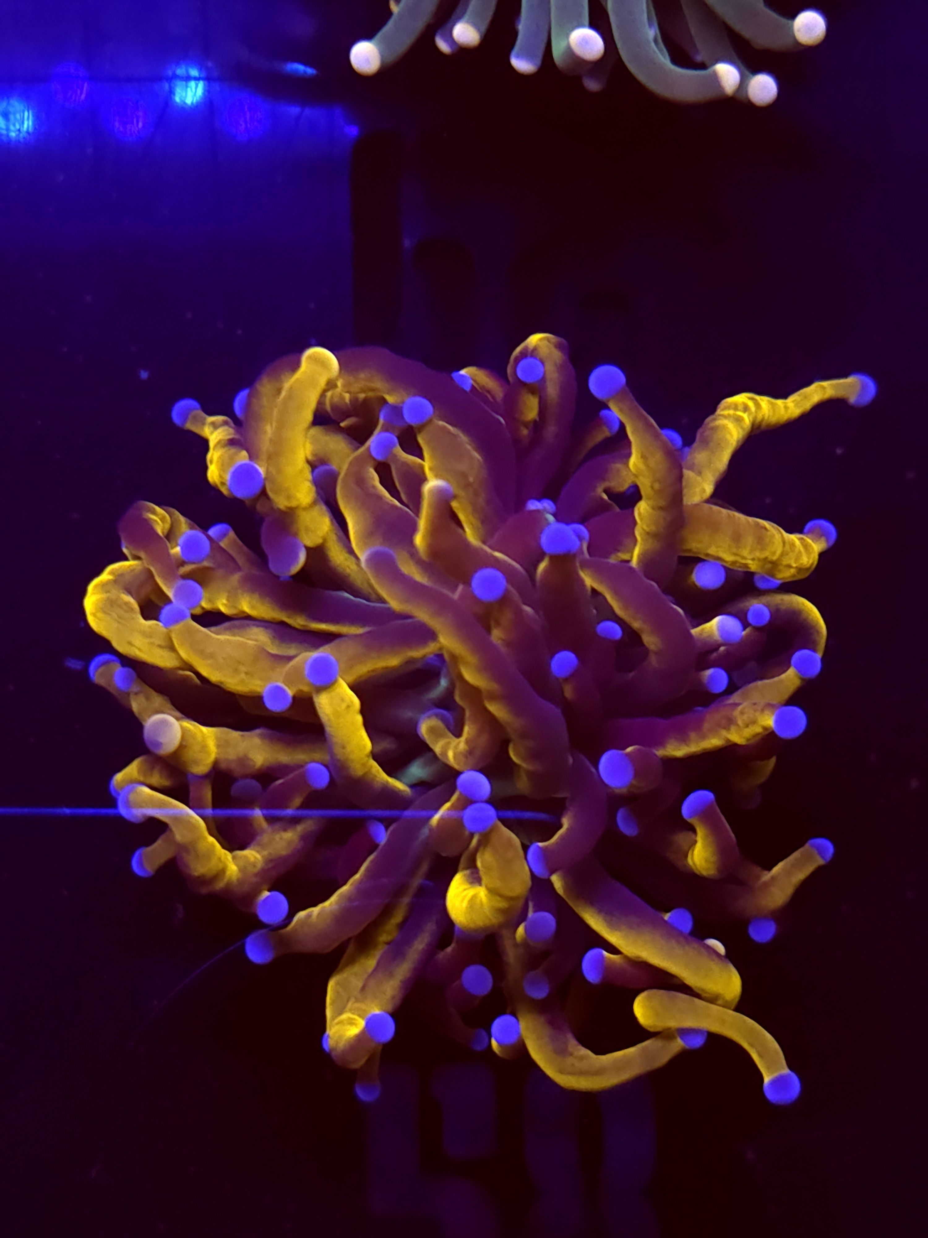 SBB " New York Nicks" Torch