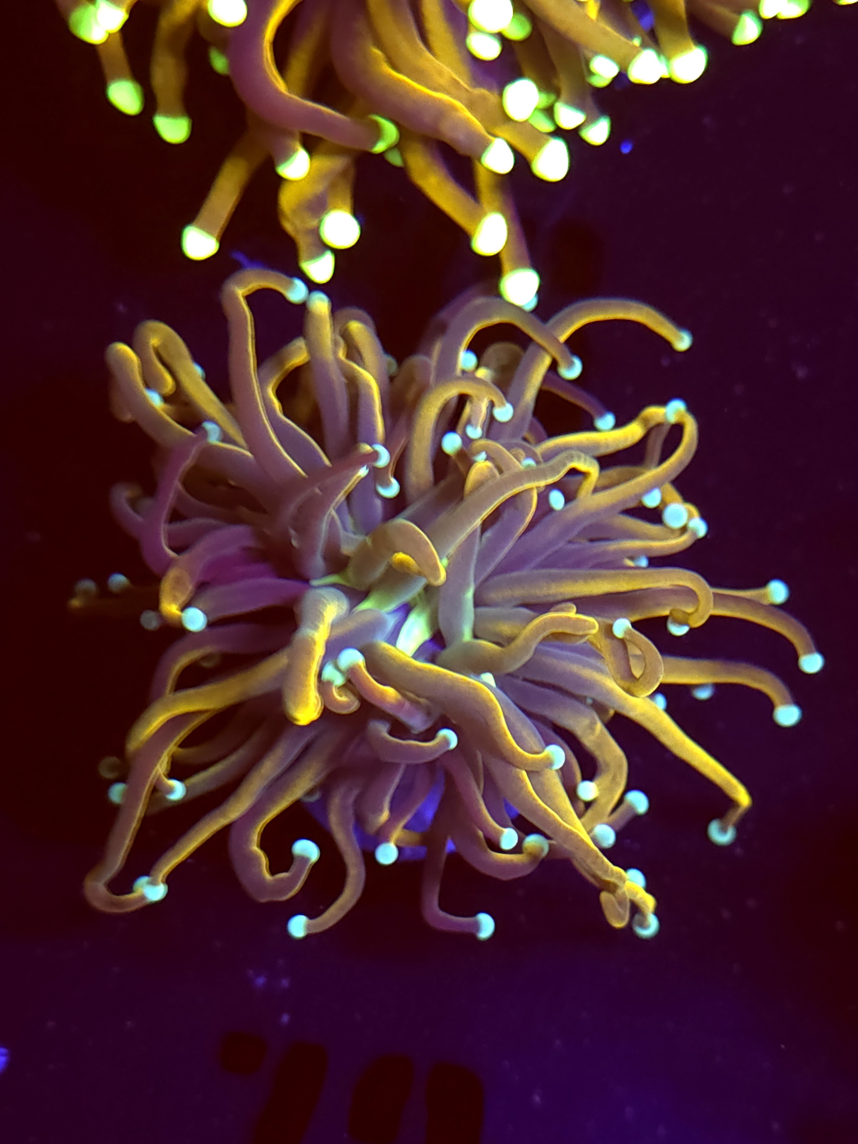 SBB " Indo Gold" Torch