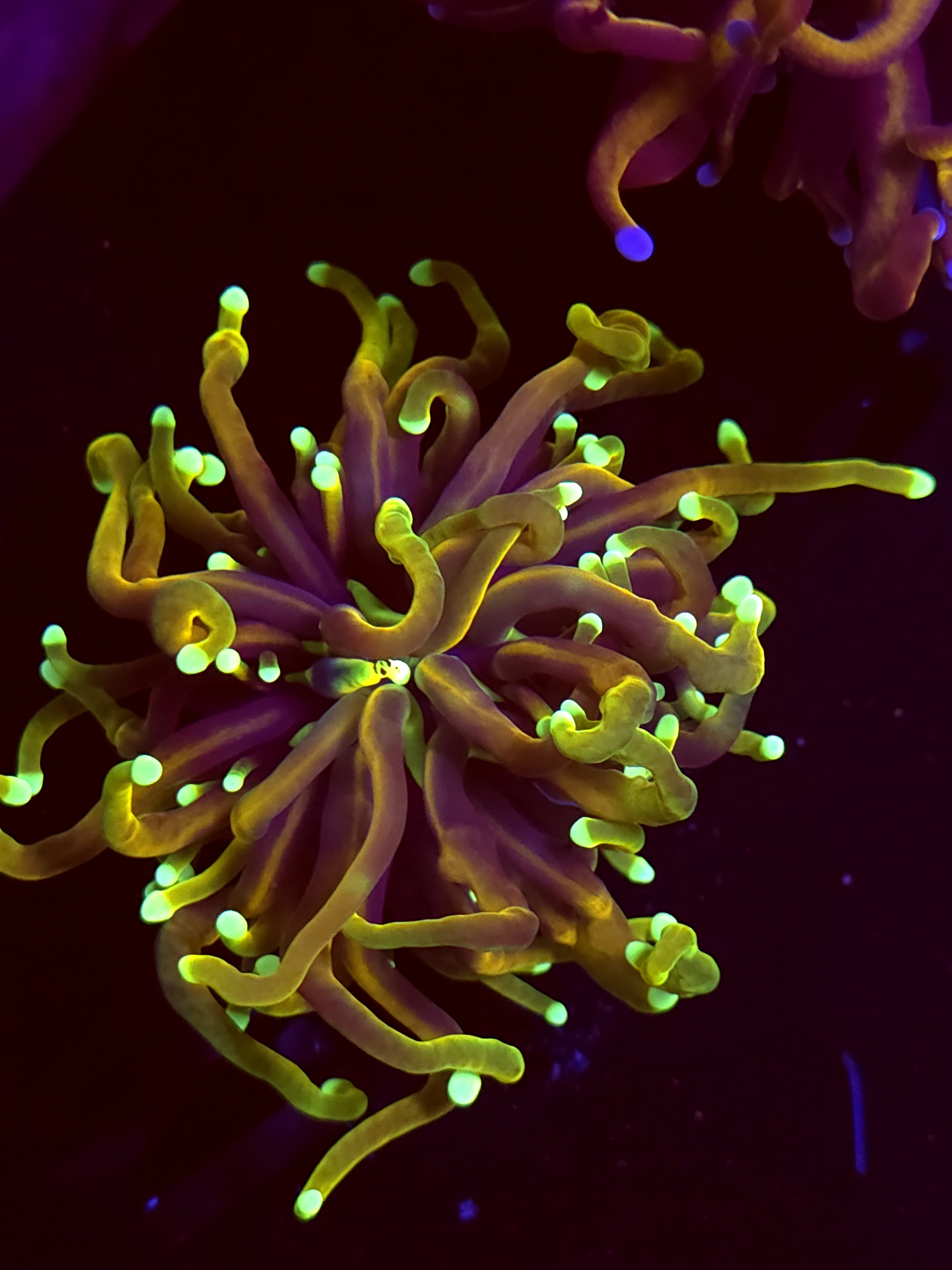 SBB " Indo Gold" Torch