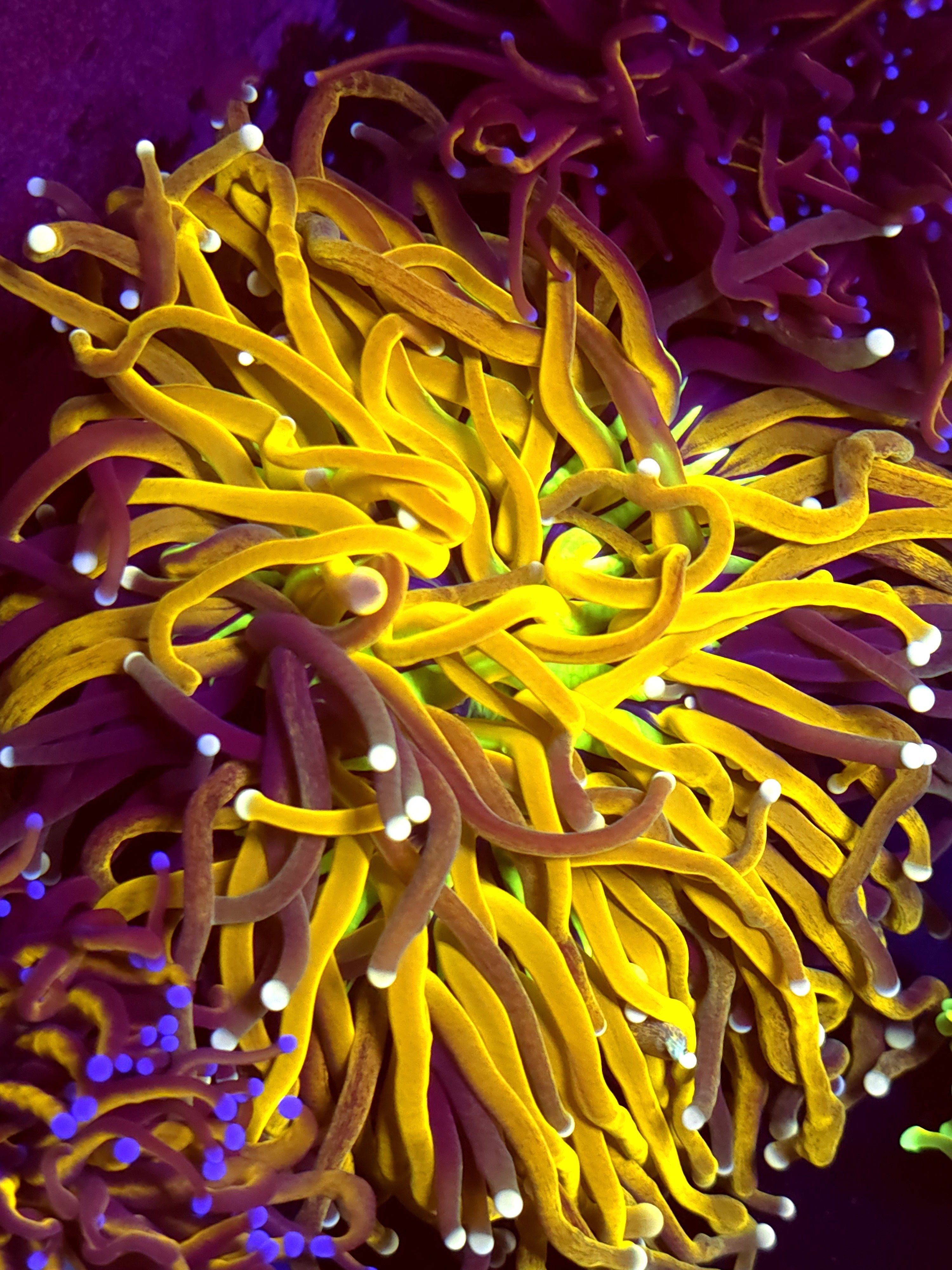 SBB "Yellow Graft" Tiger Torch Nasty