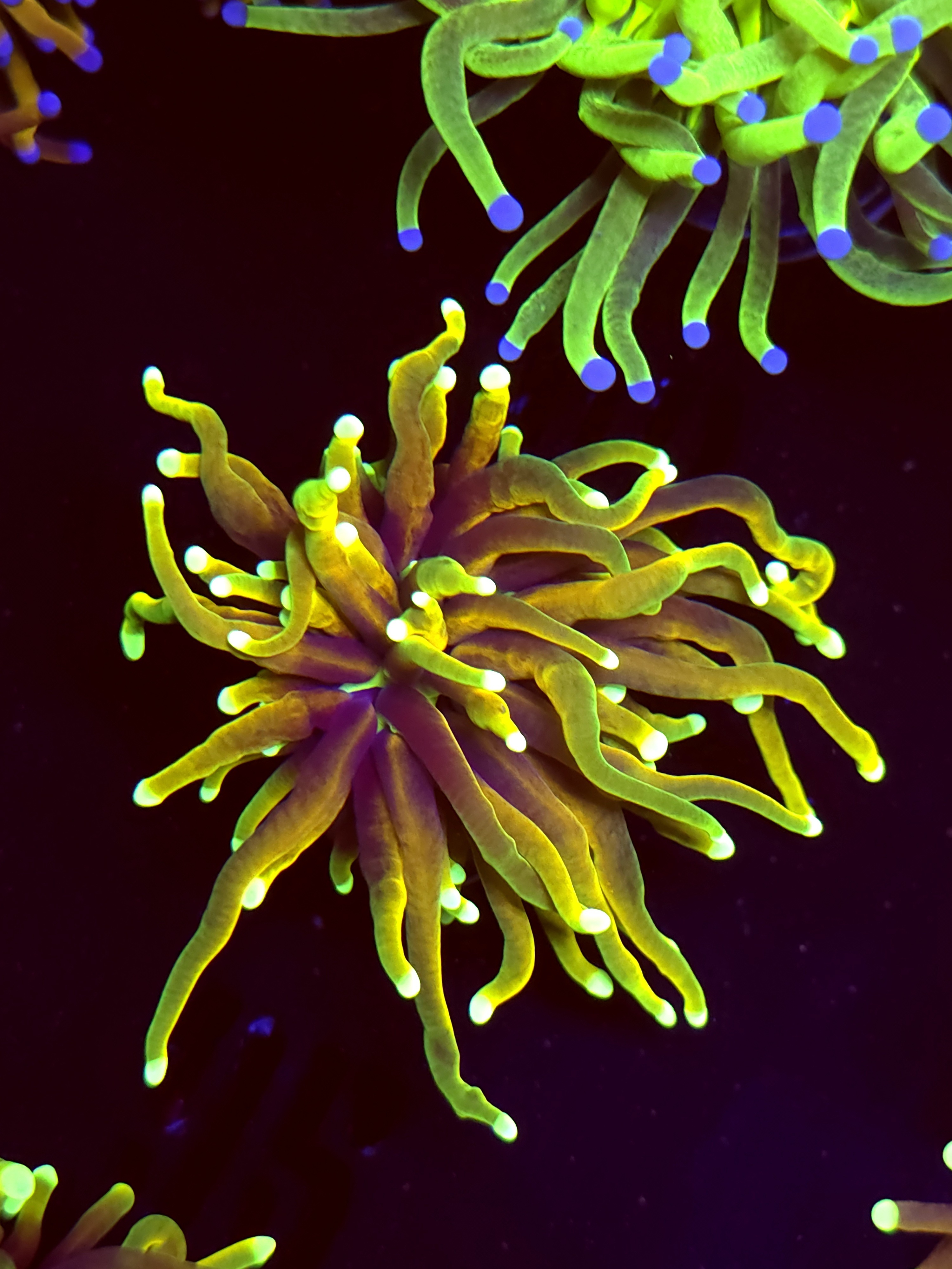 SBB " Hellfire" Torch