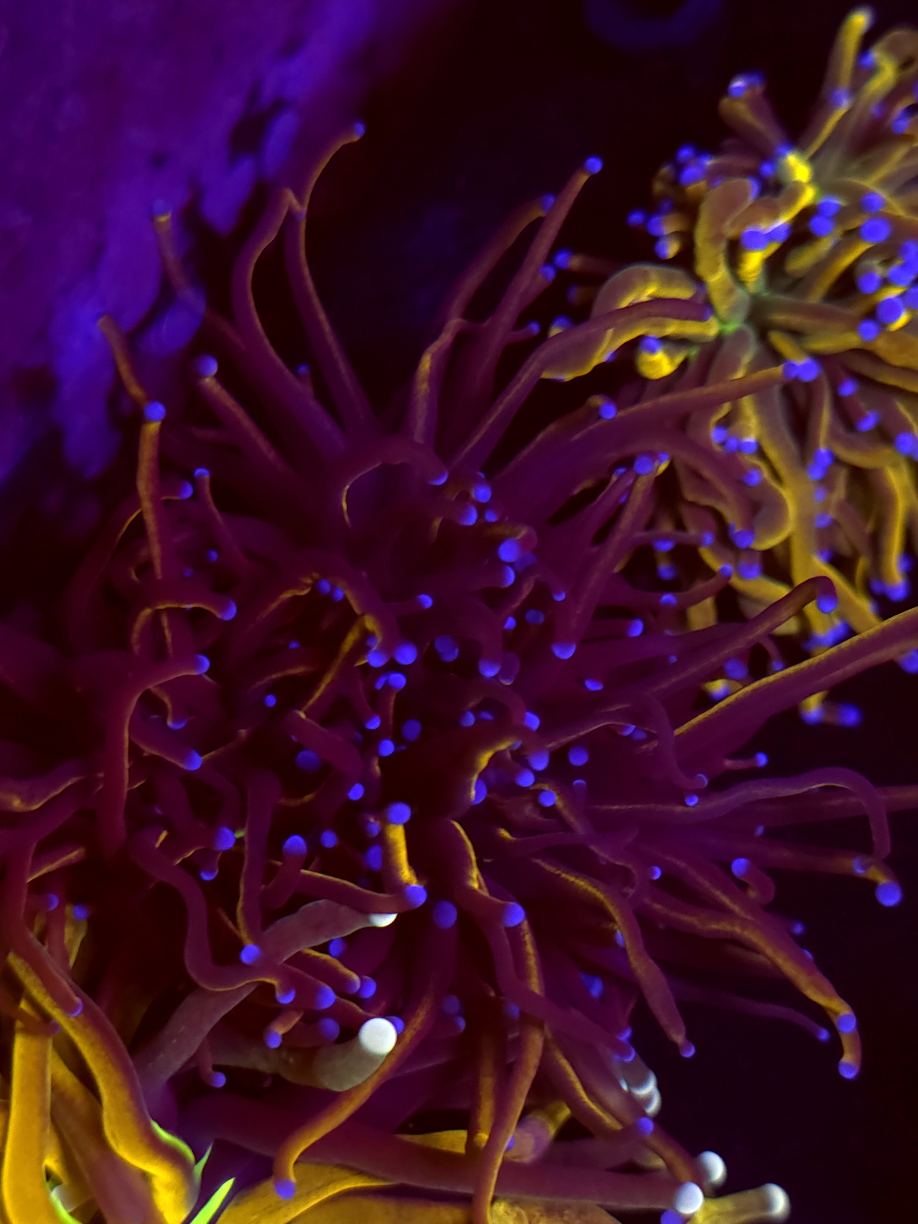 SBB " New York Nicks" Torch