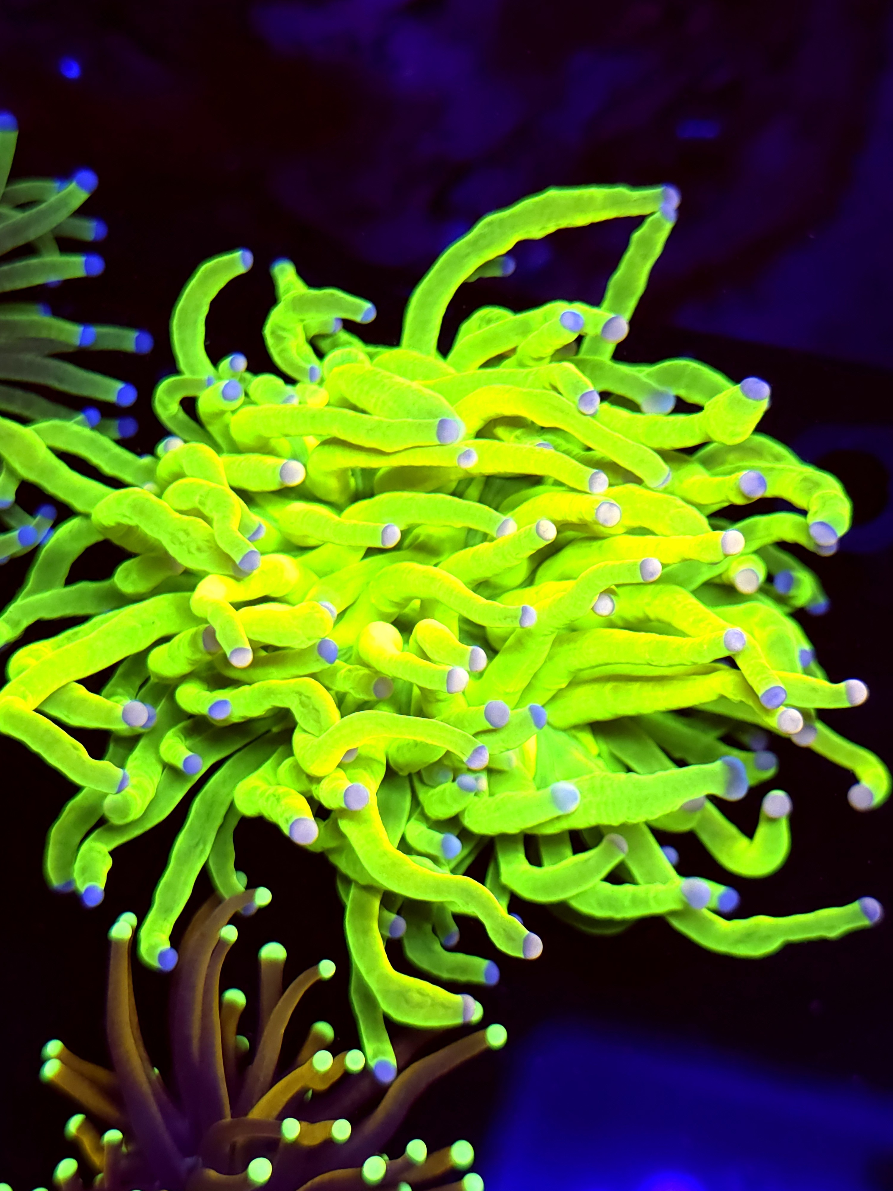 SBB " Holy Candy" Holy Grail Torch