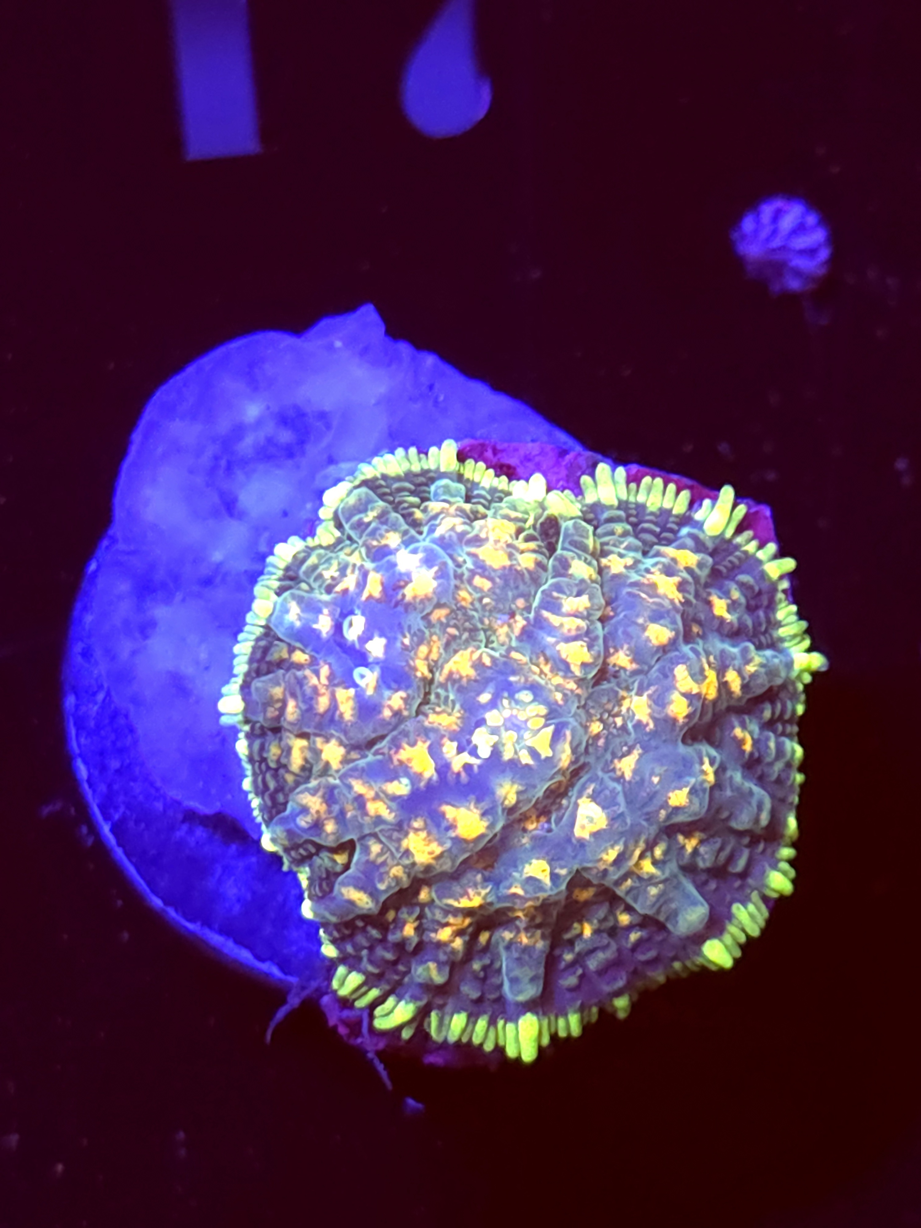 SBB "No Name" Mushroom Small