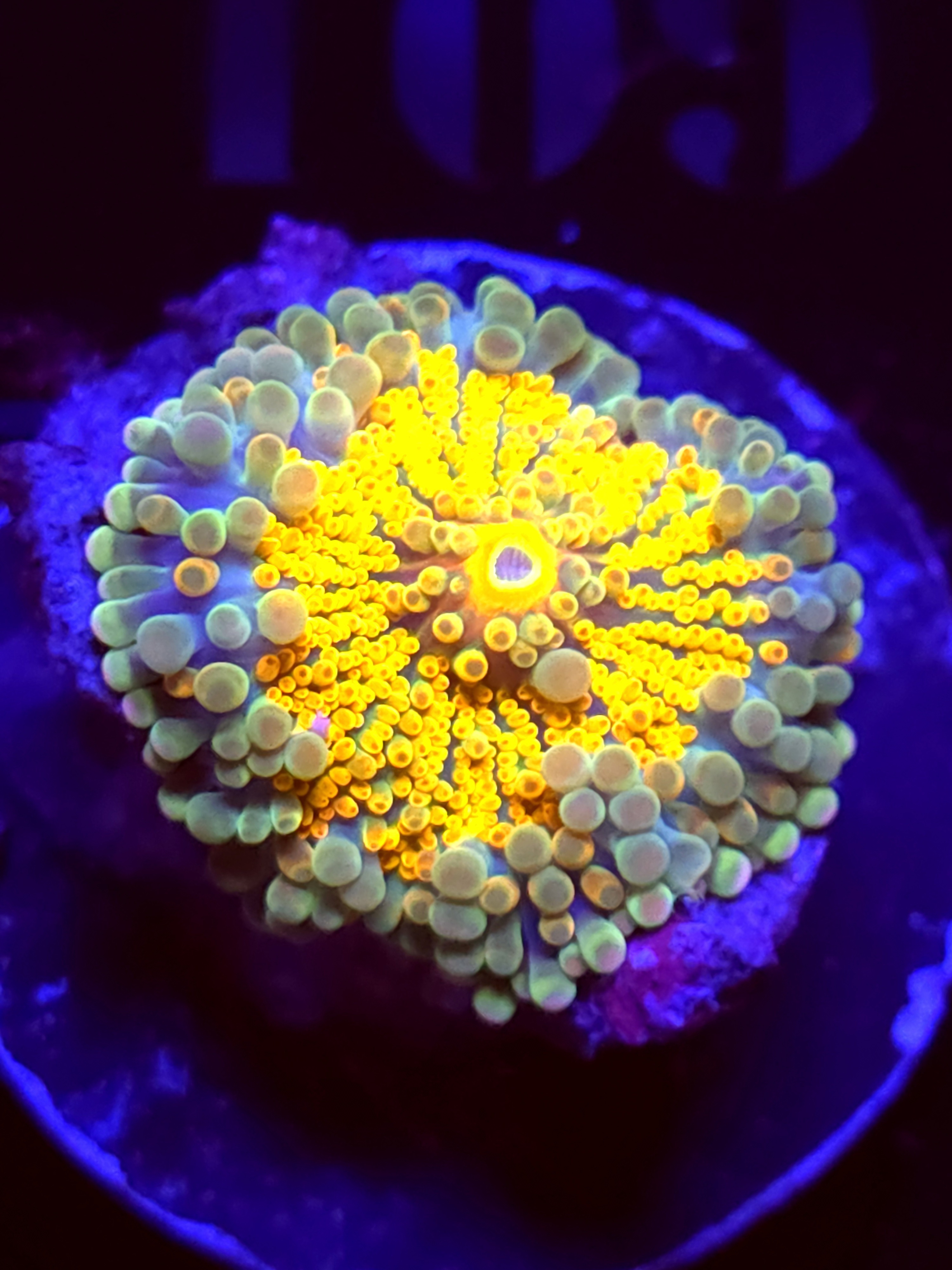 SBB "No Name" Mushroom Medium