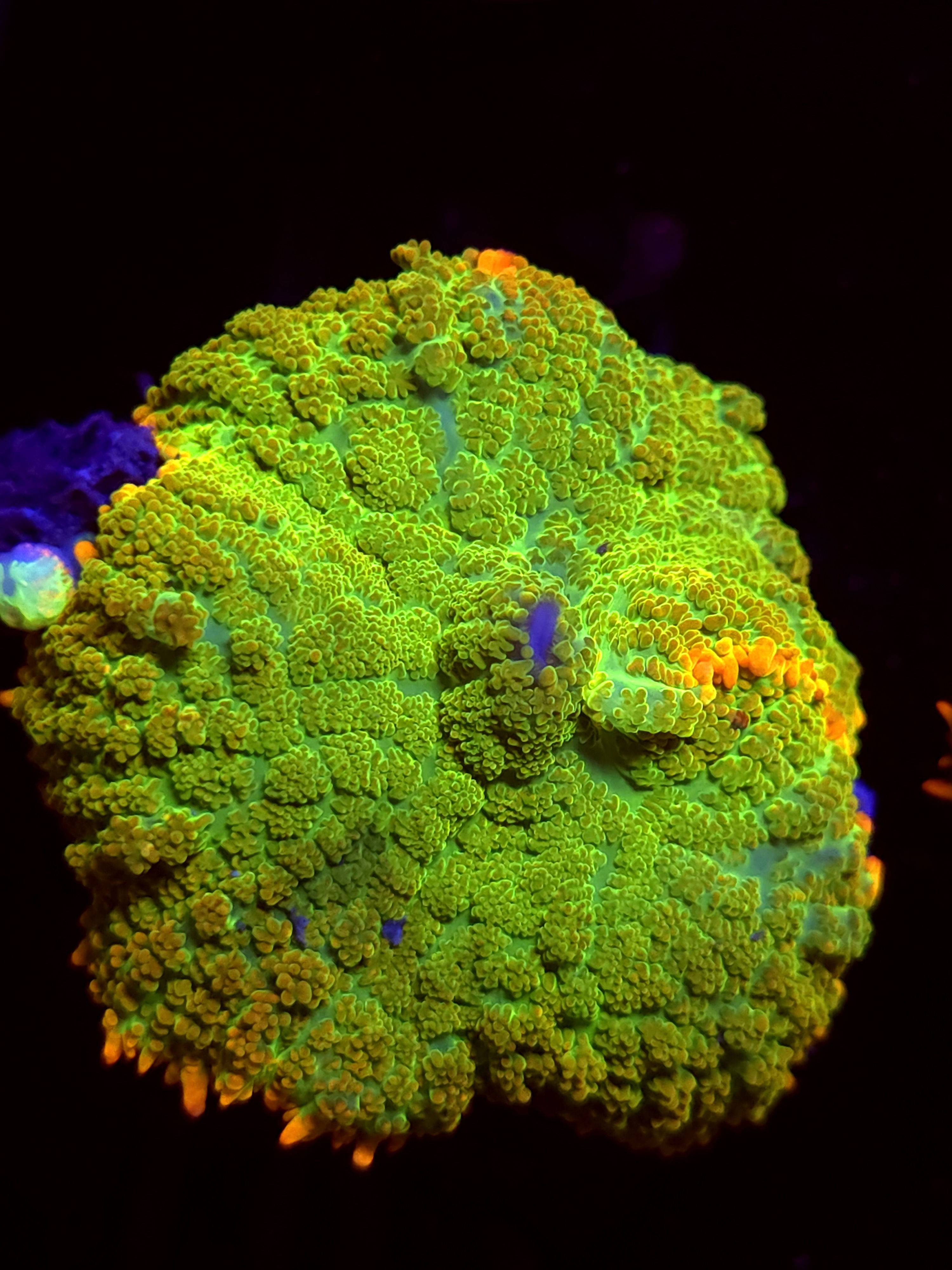 SBB "No Name" Mushroom Large