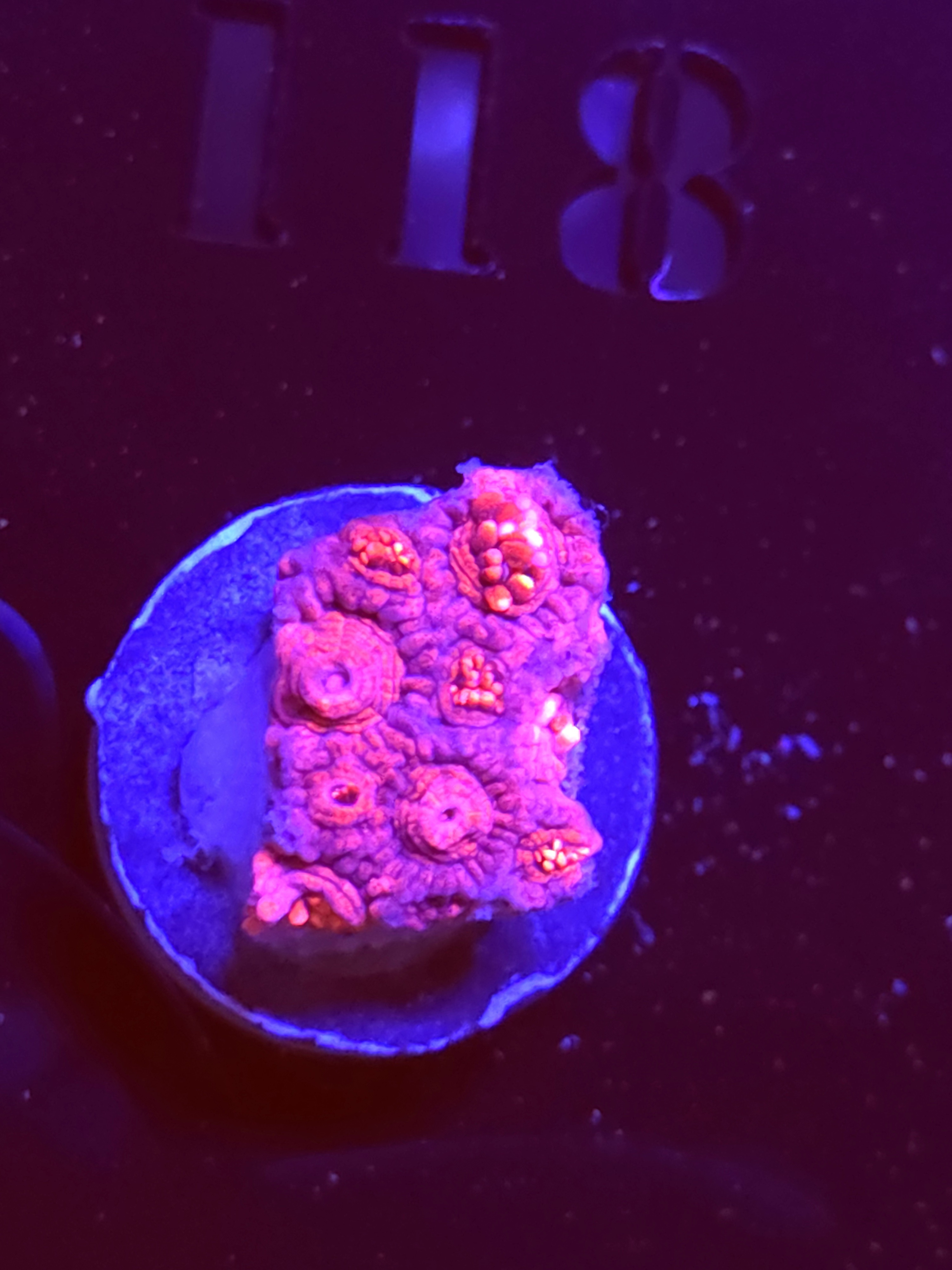 SBB "Mystery Signature" Goni Medium