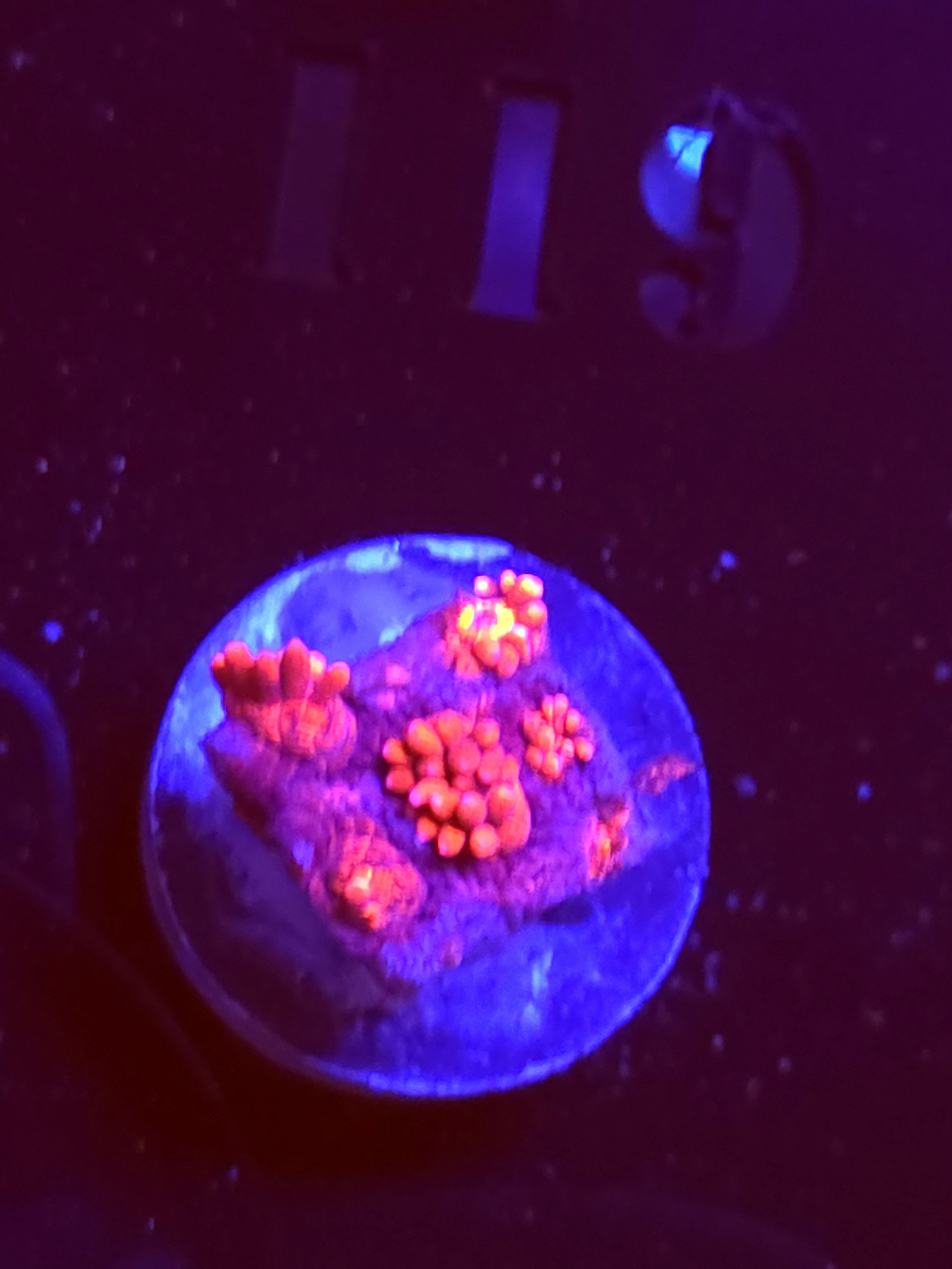 SBB "Gummy Burst" Goni Small